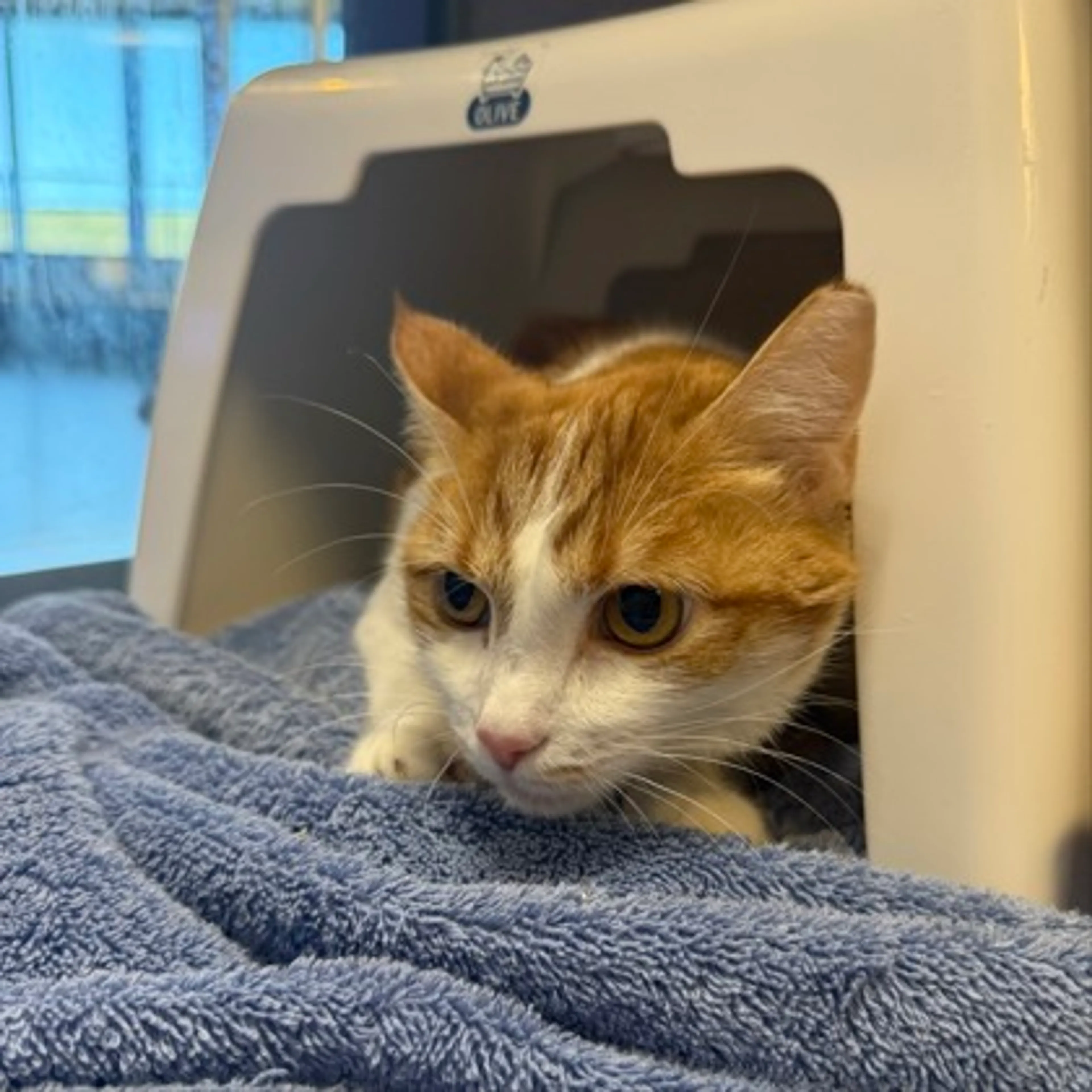 Found pet-1