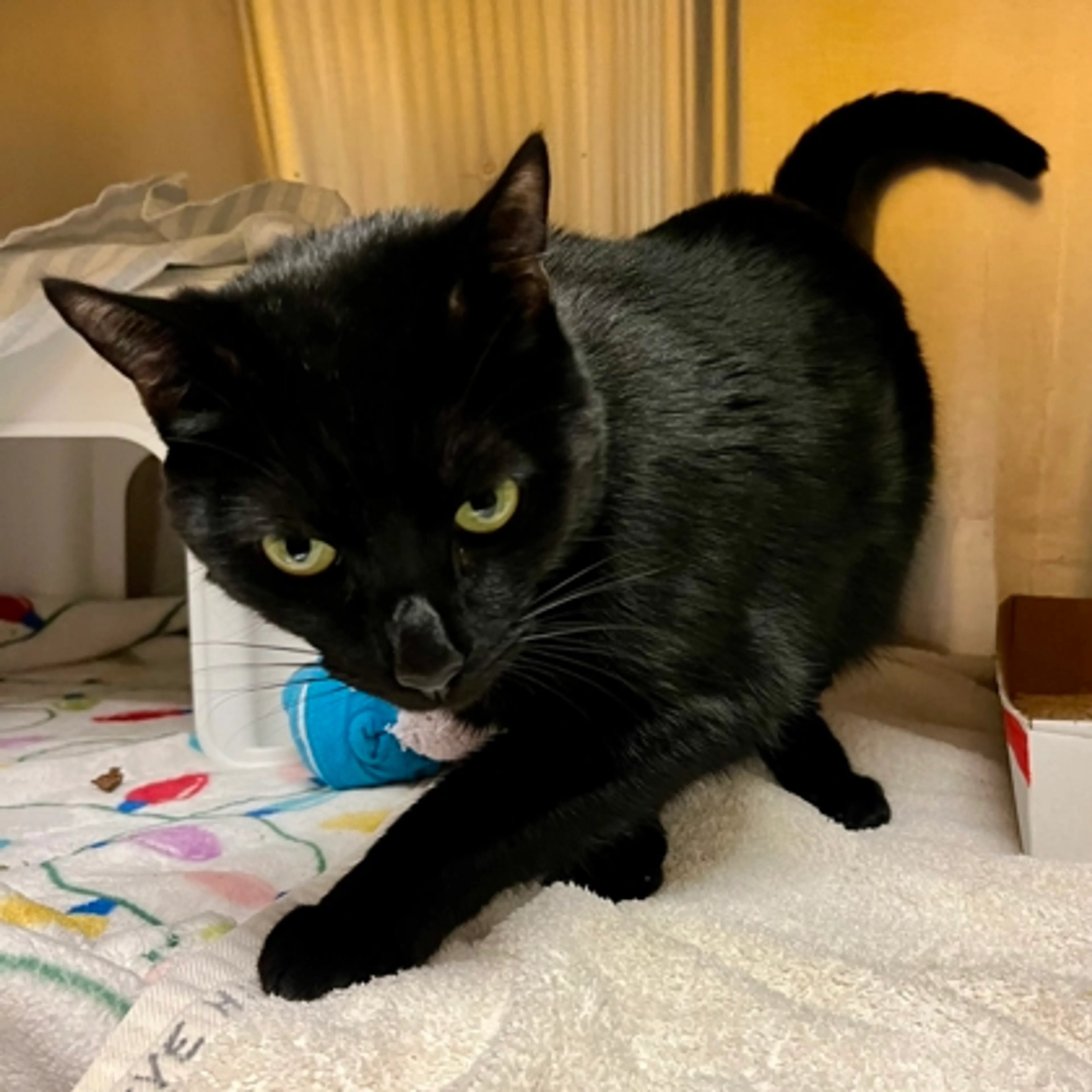 Found pet-1