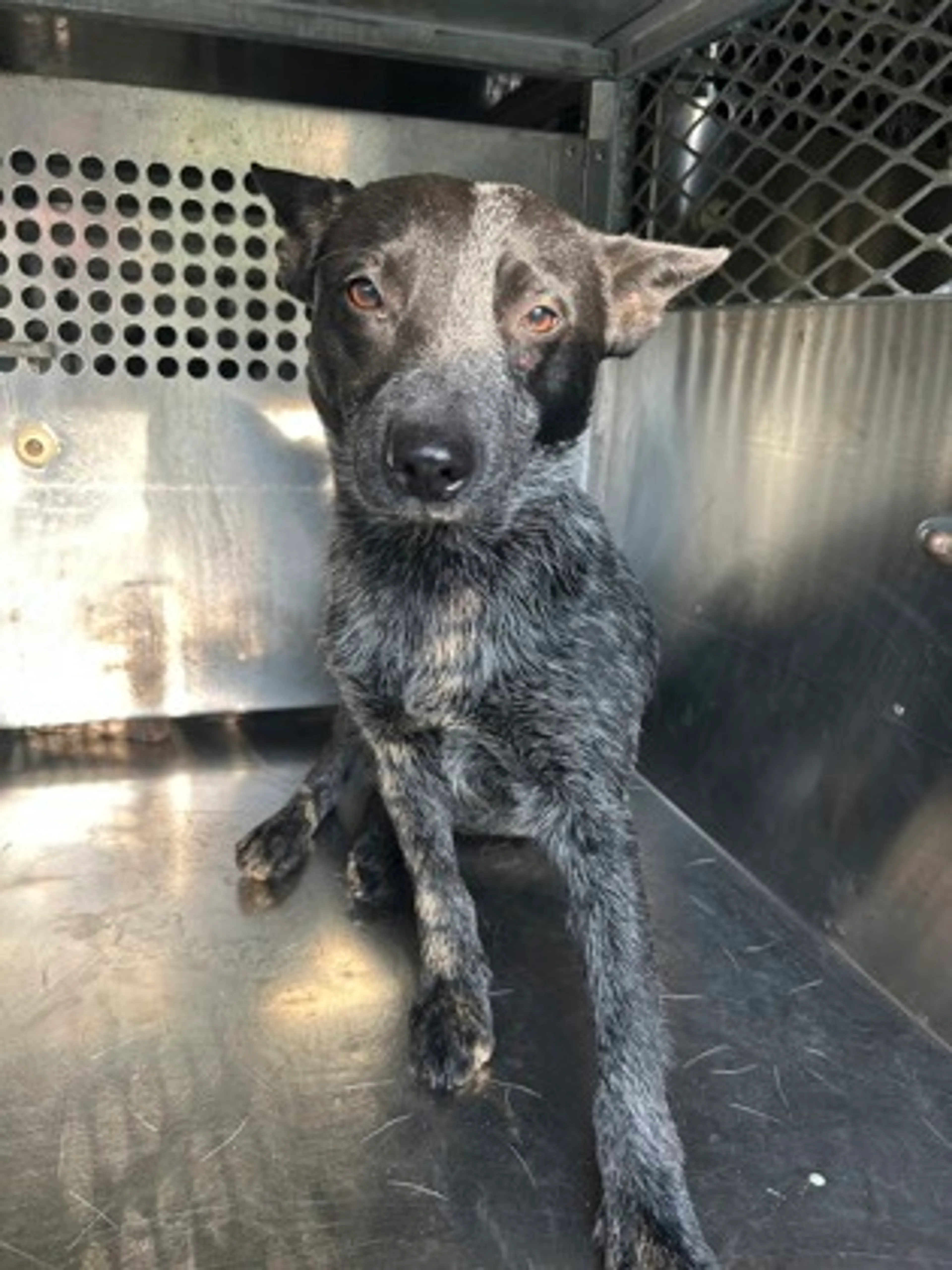 Found pet