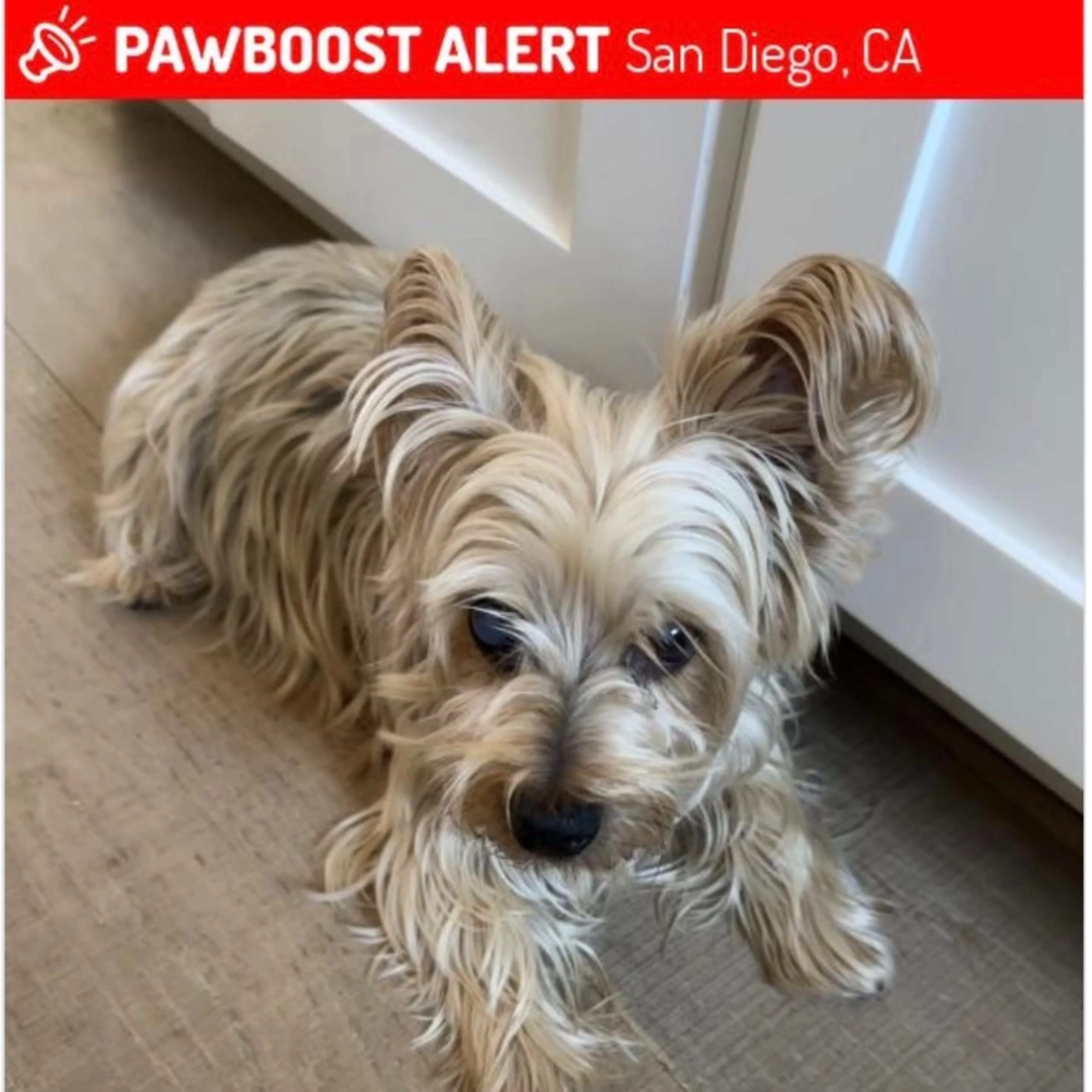 Lost pet