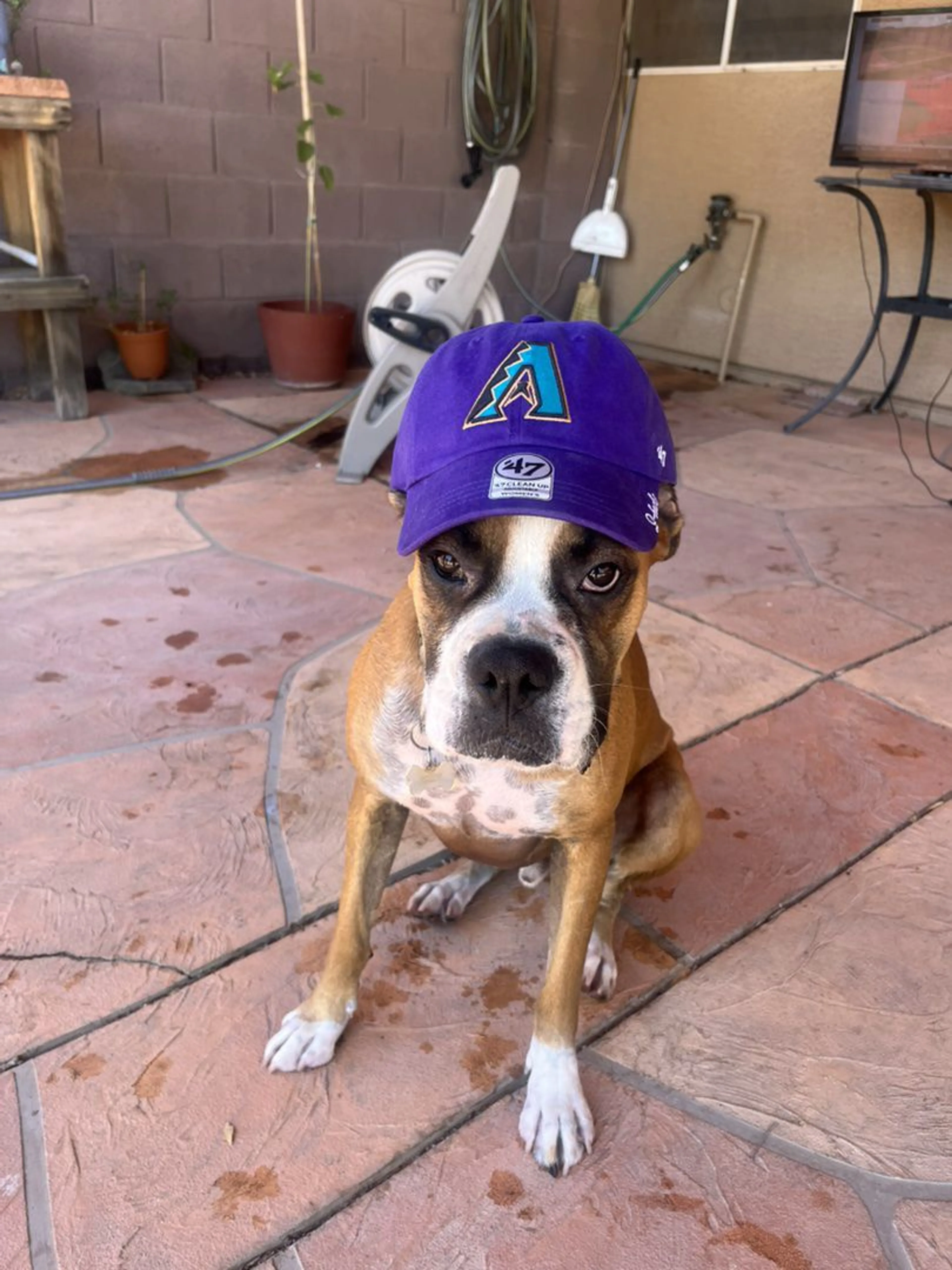Lost pet-4