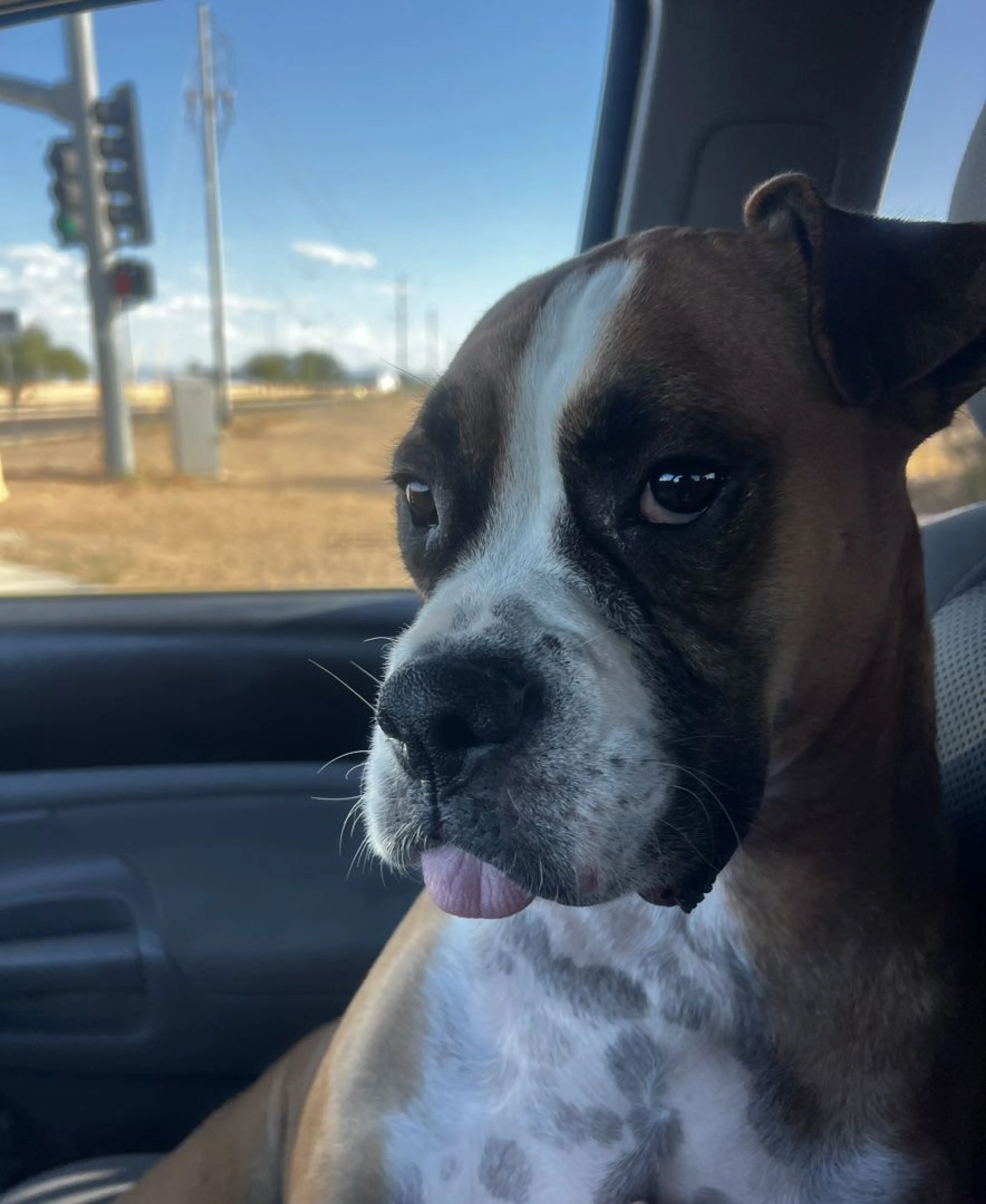 Lost pet-1