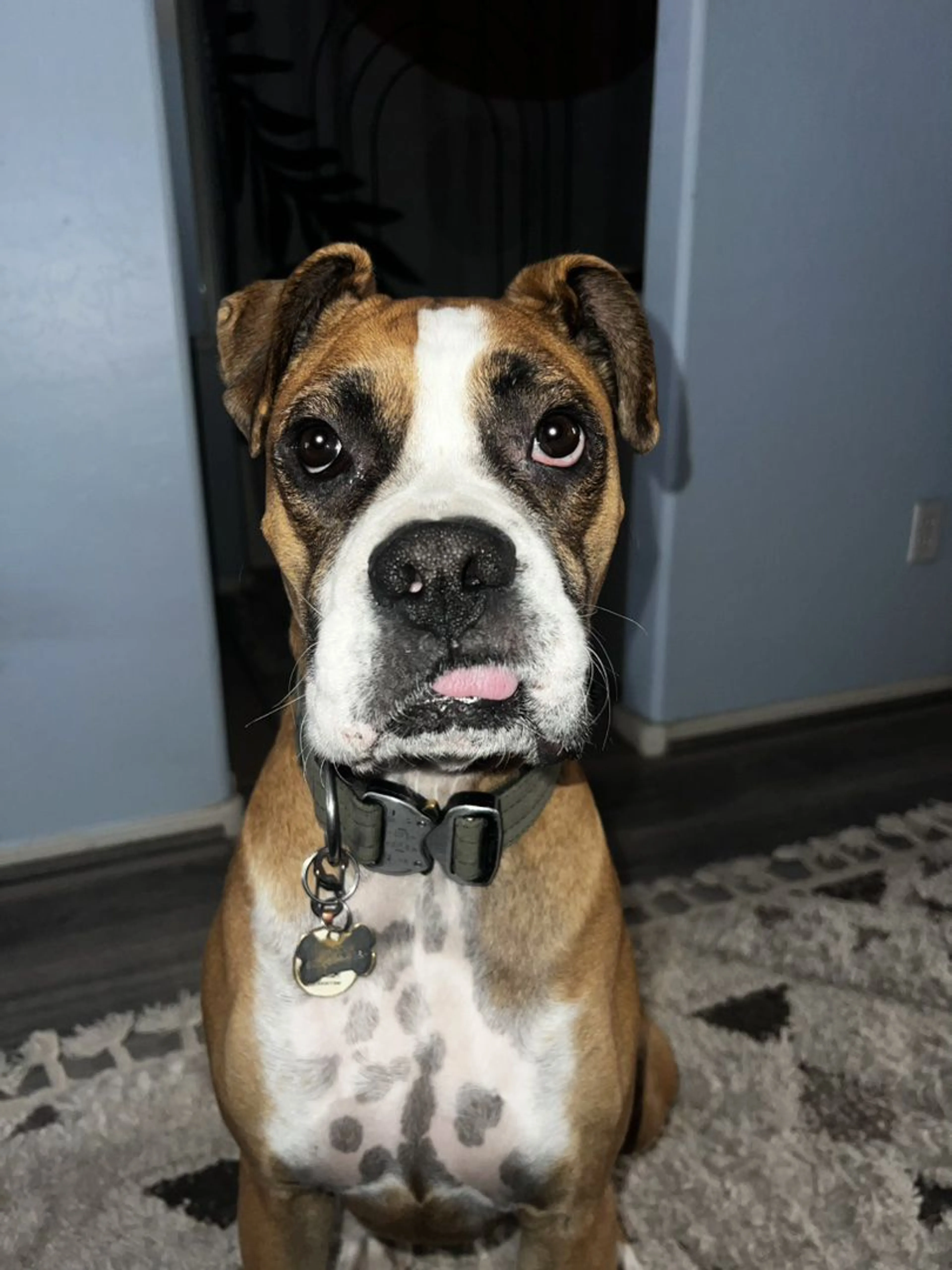 Lost pet-3