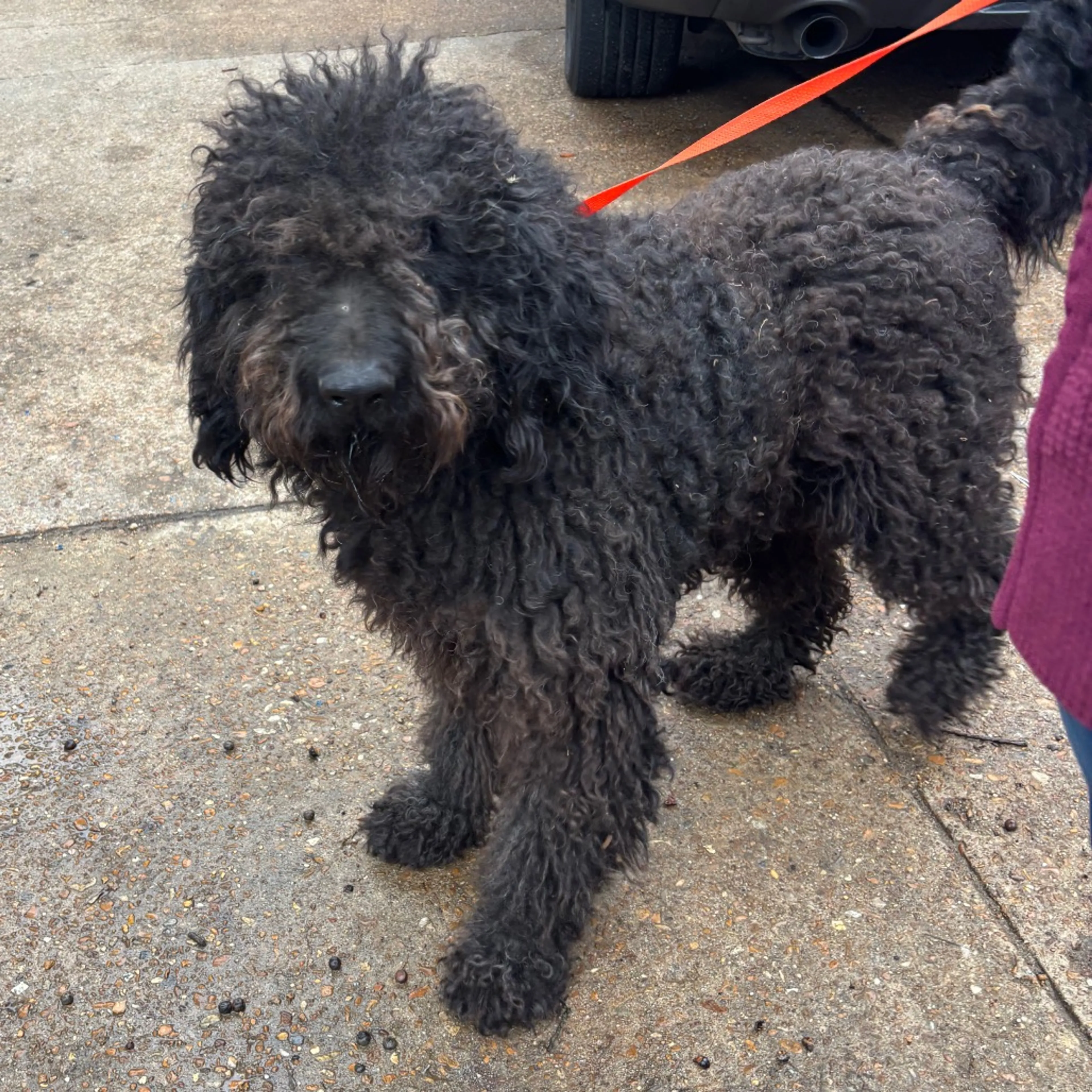 Found pet-1