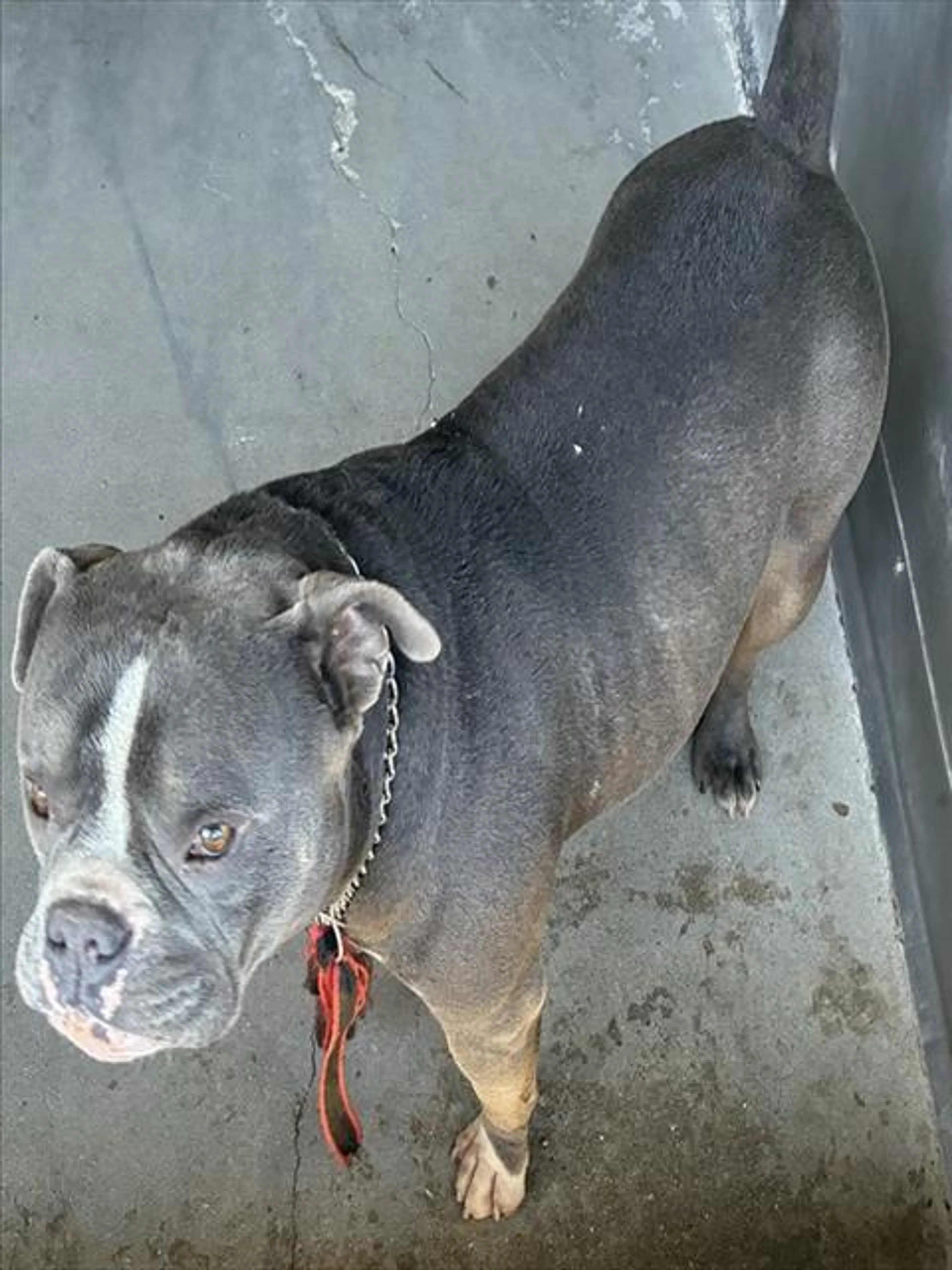 Found pet