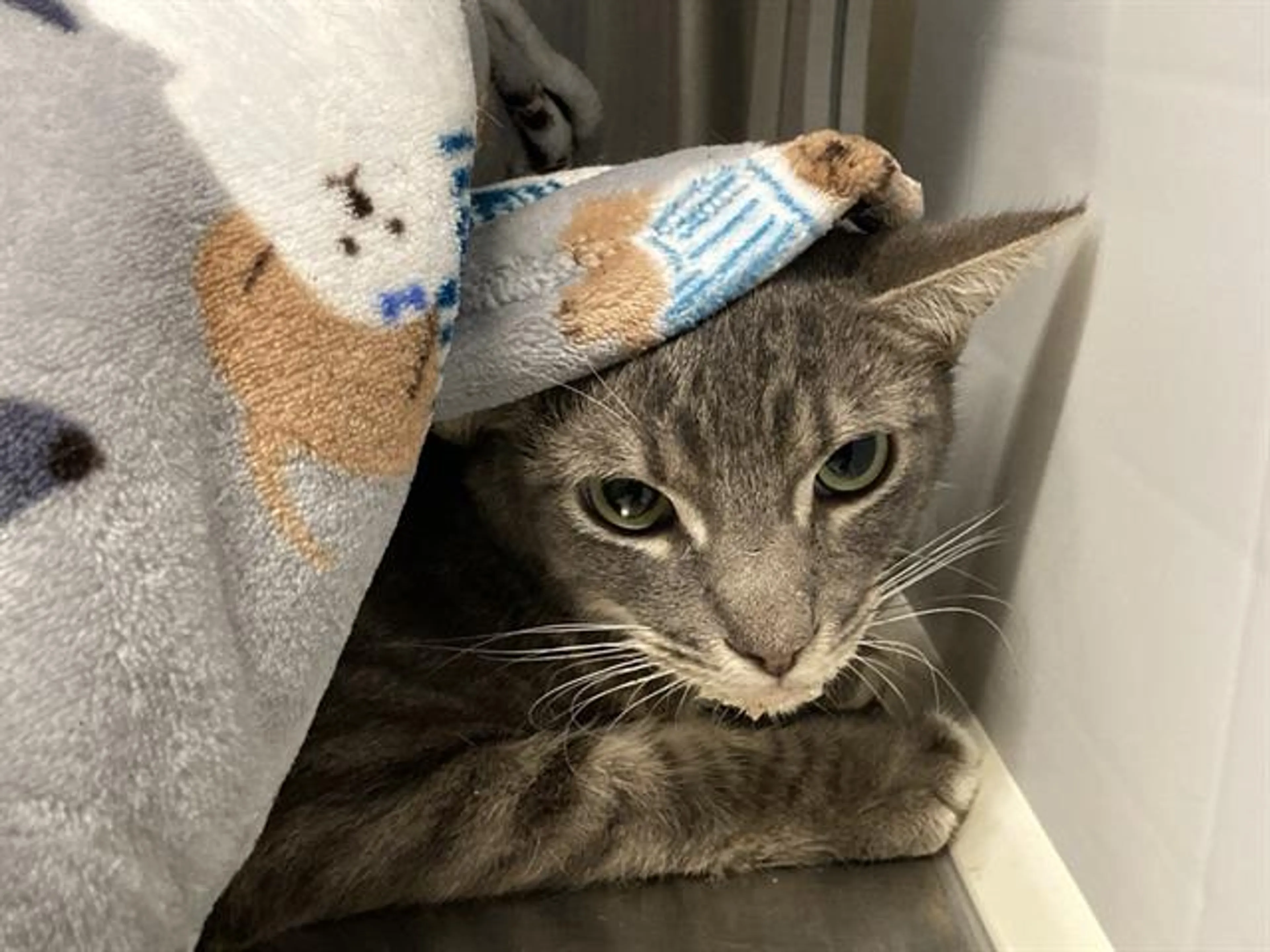 Found pet