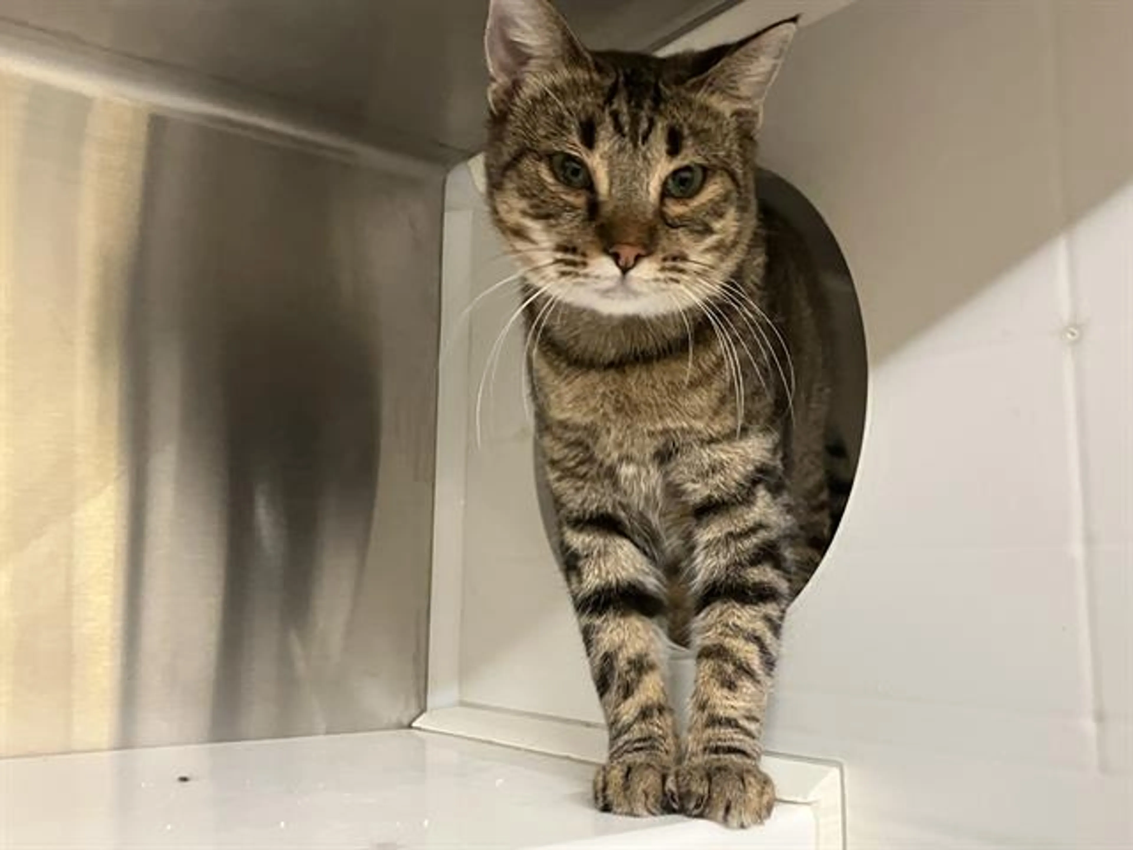 Found pet