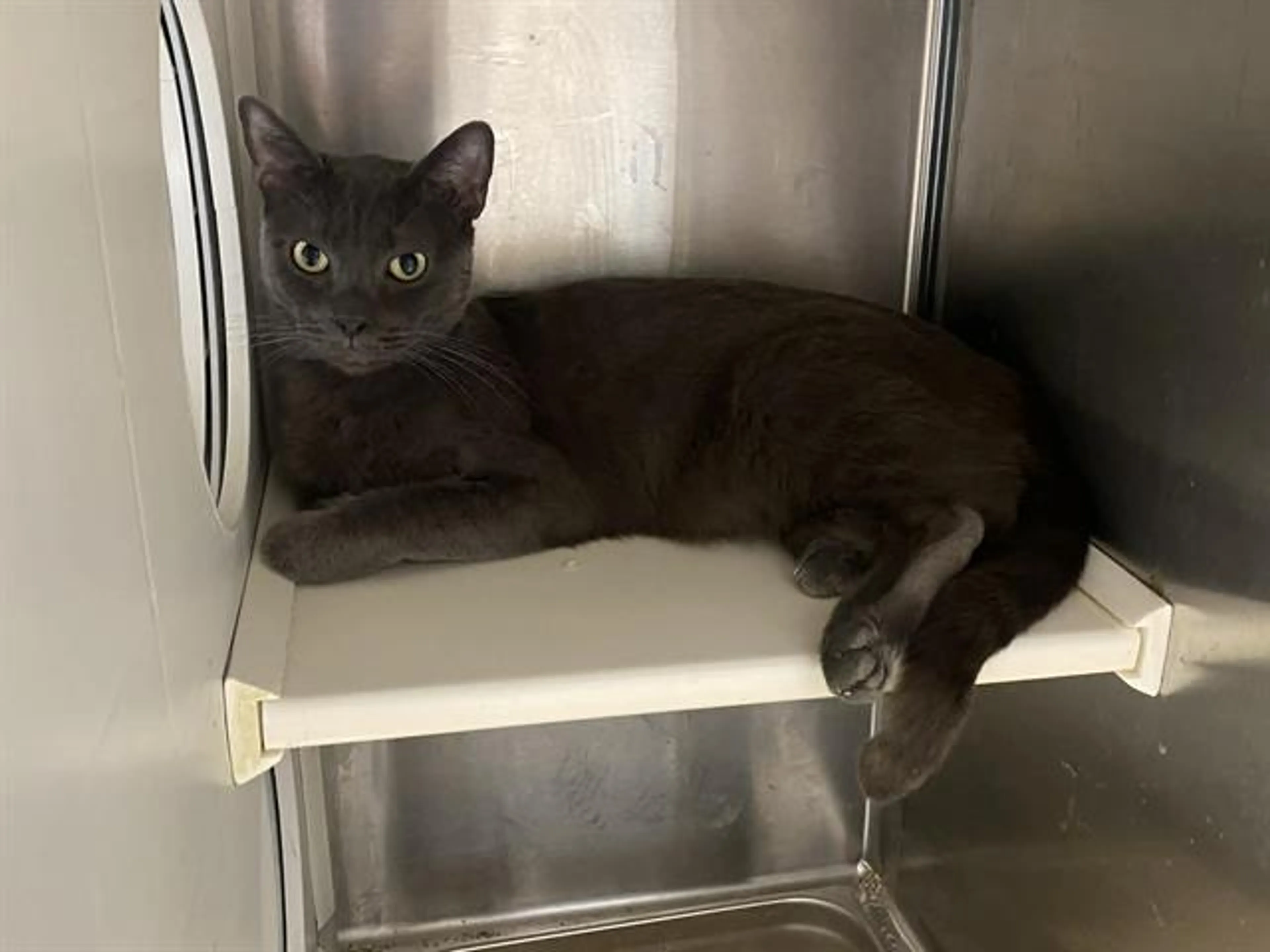 Found pet