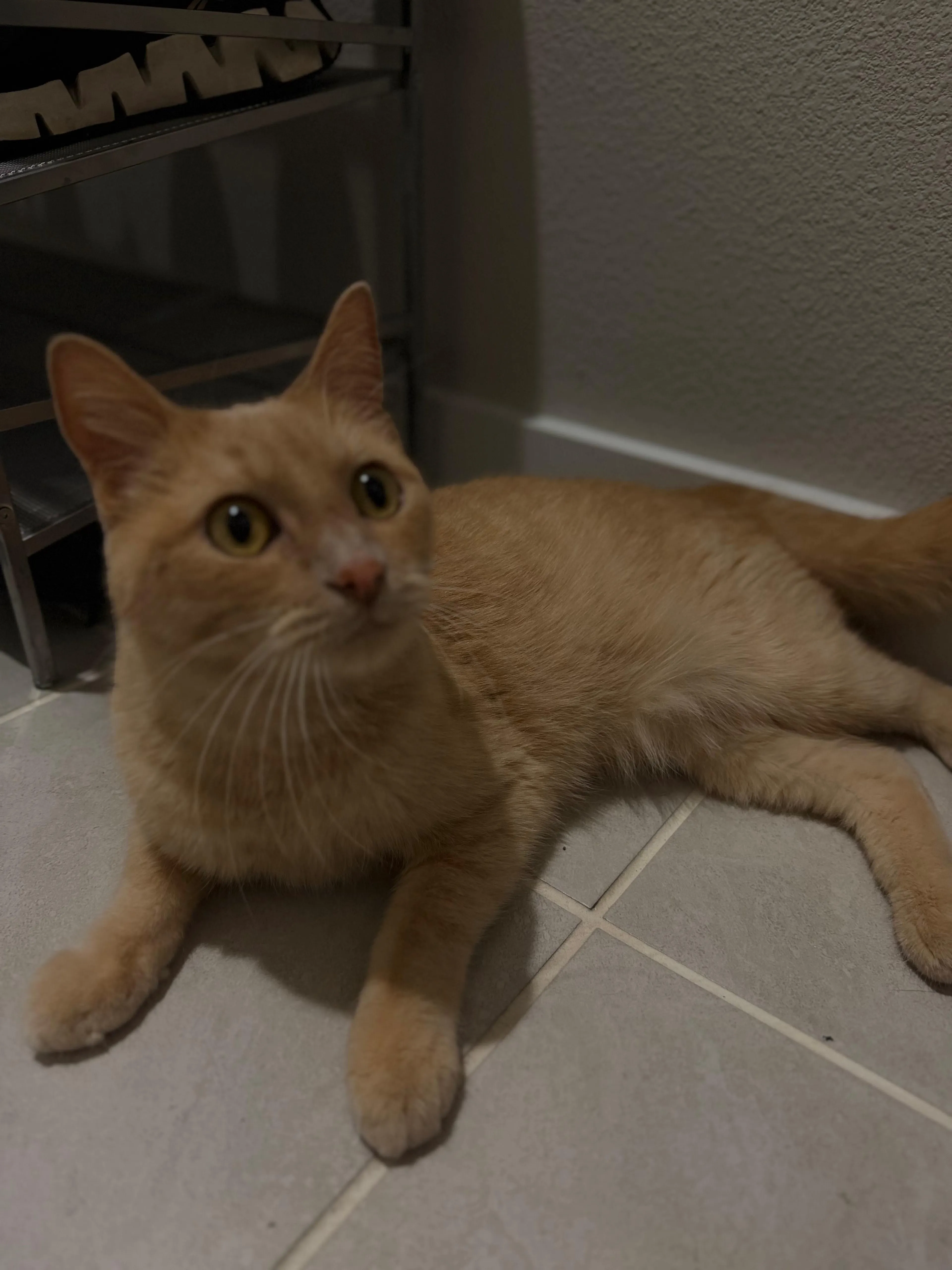 Lost pet