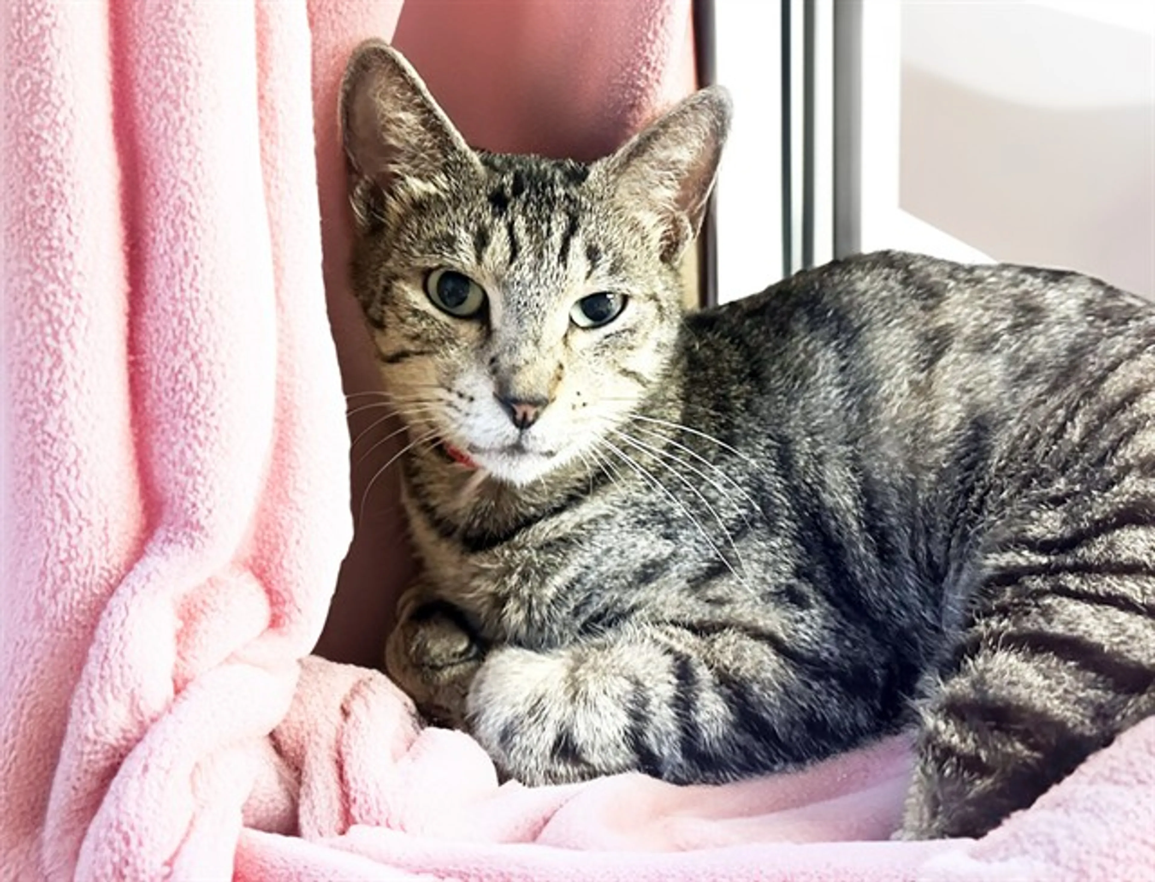 Found pet