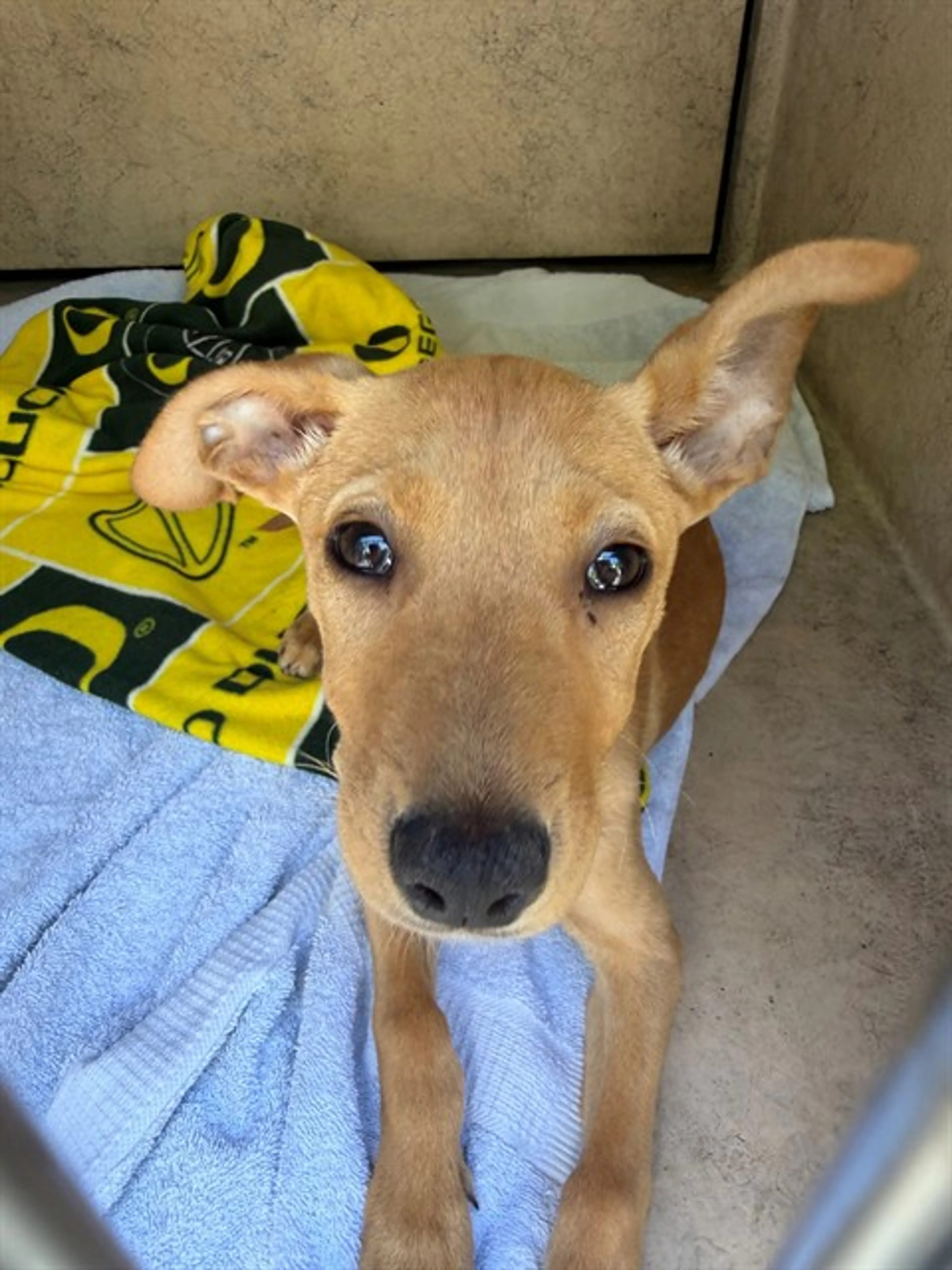 Found pet