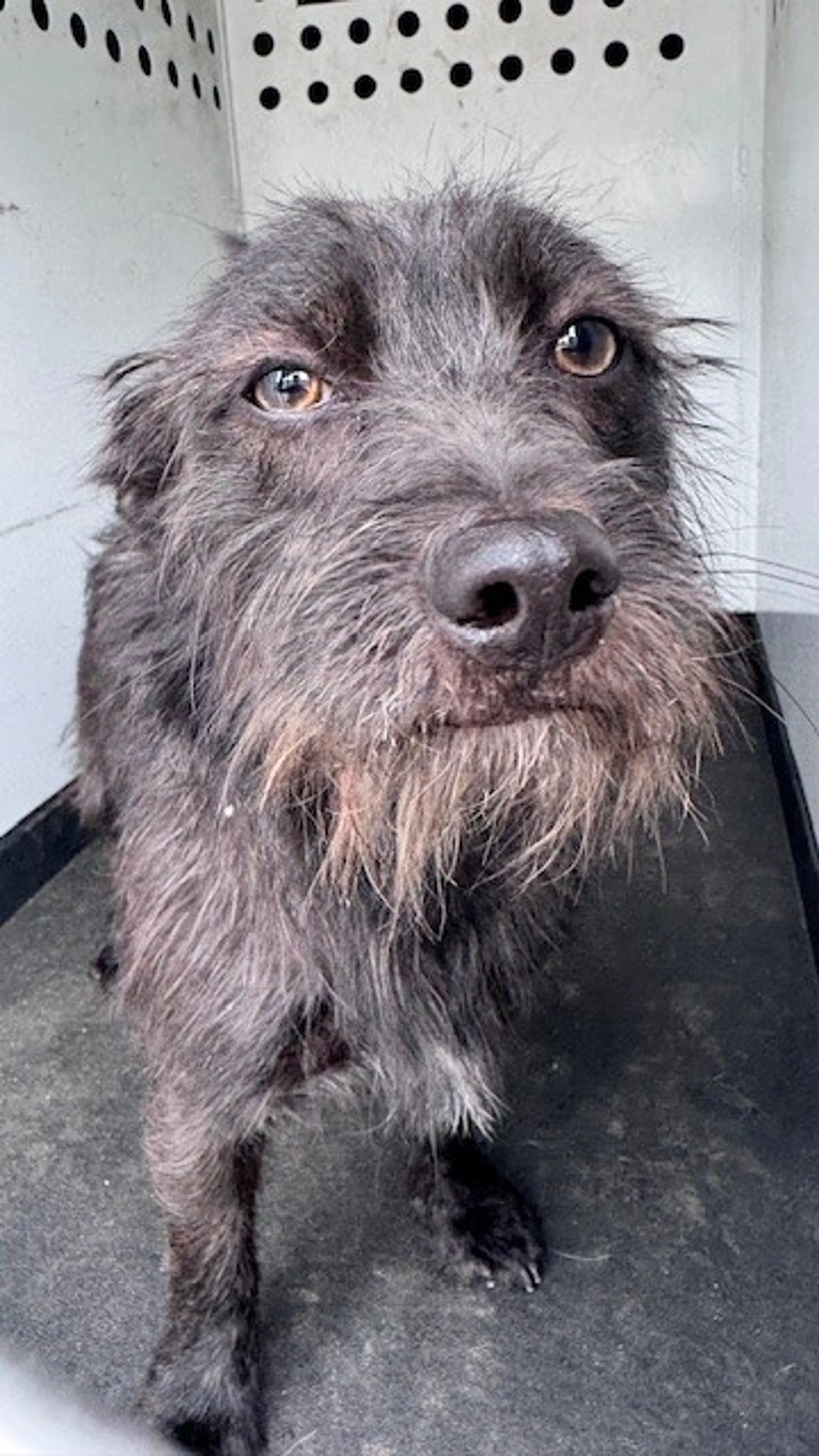Found pet