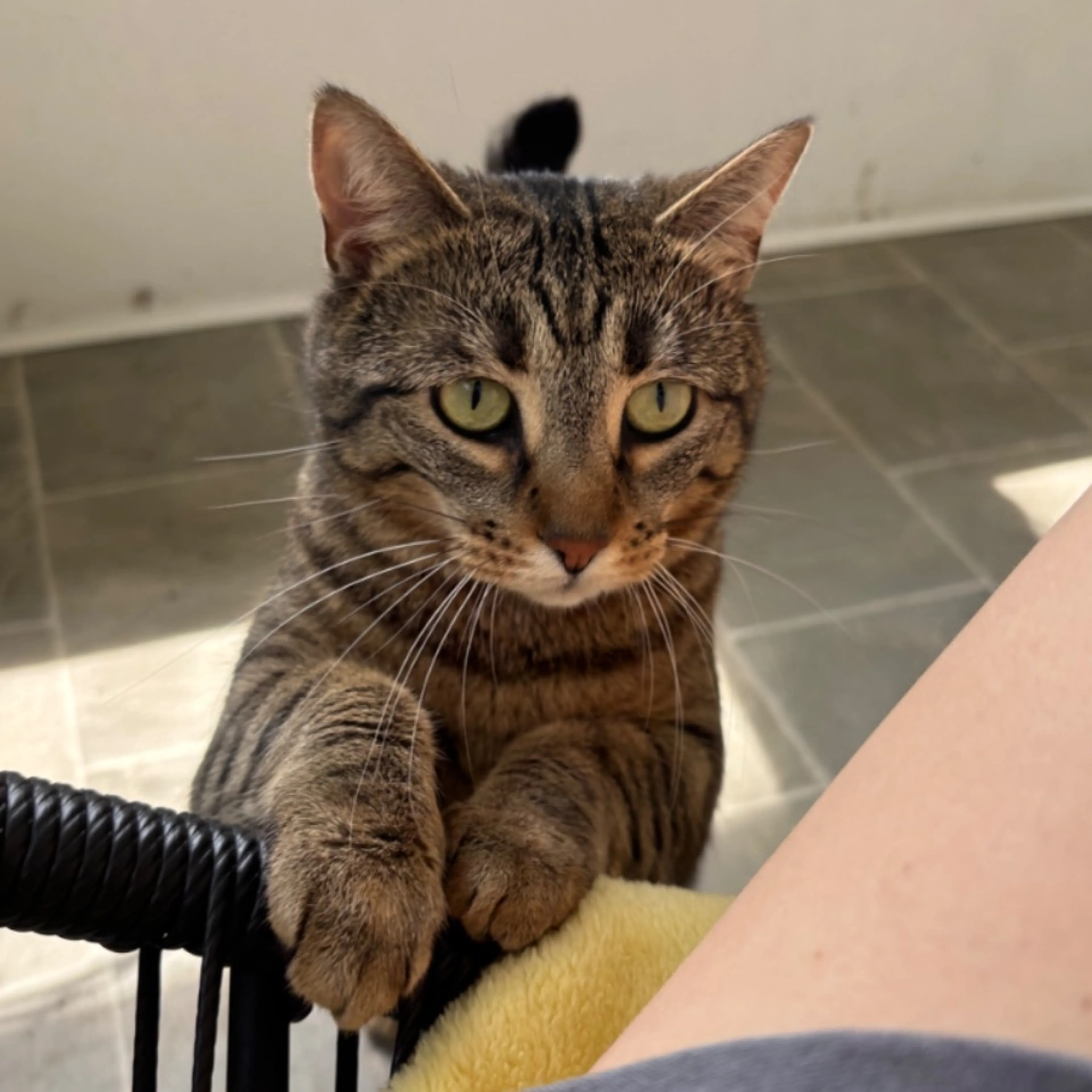 Lost pet-0