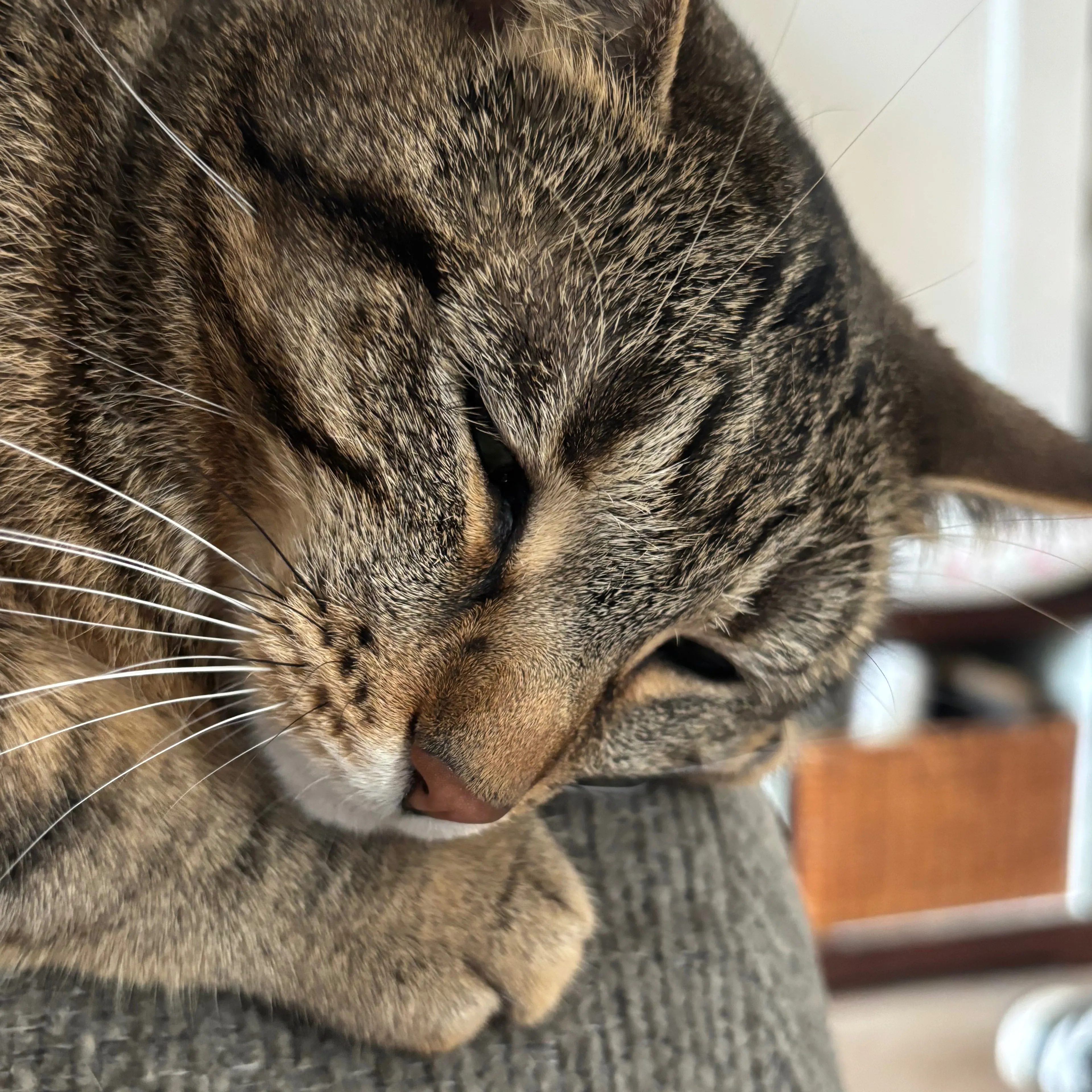 Lost pet-2