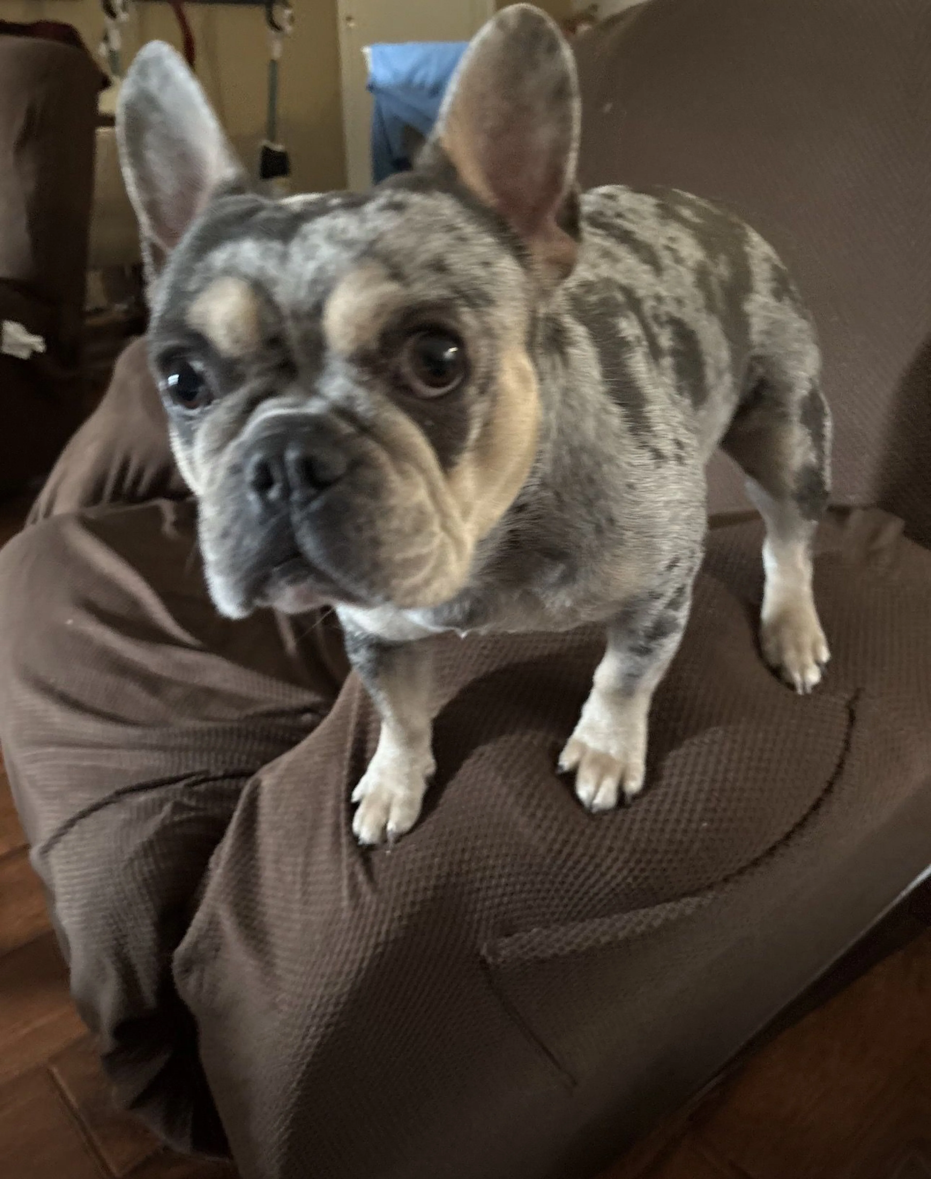 Lost pet-1