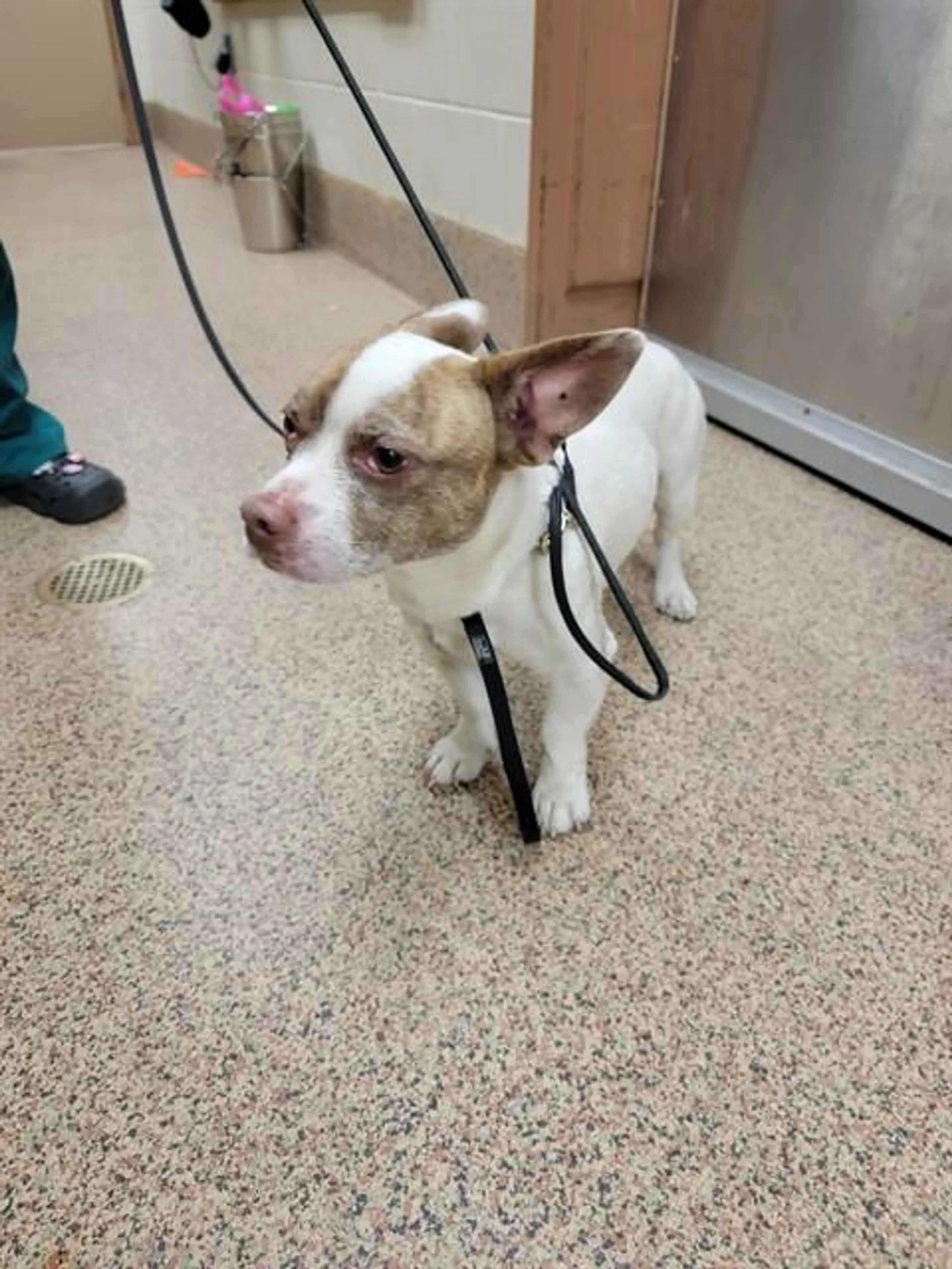 Found pet
