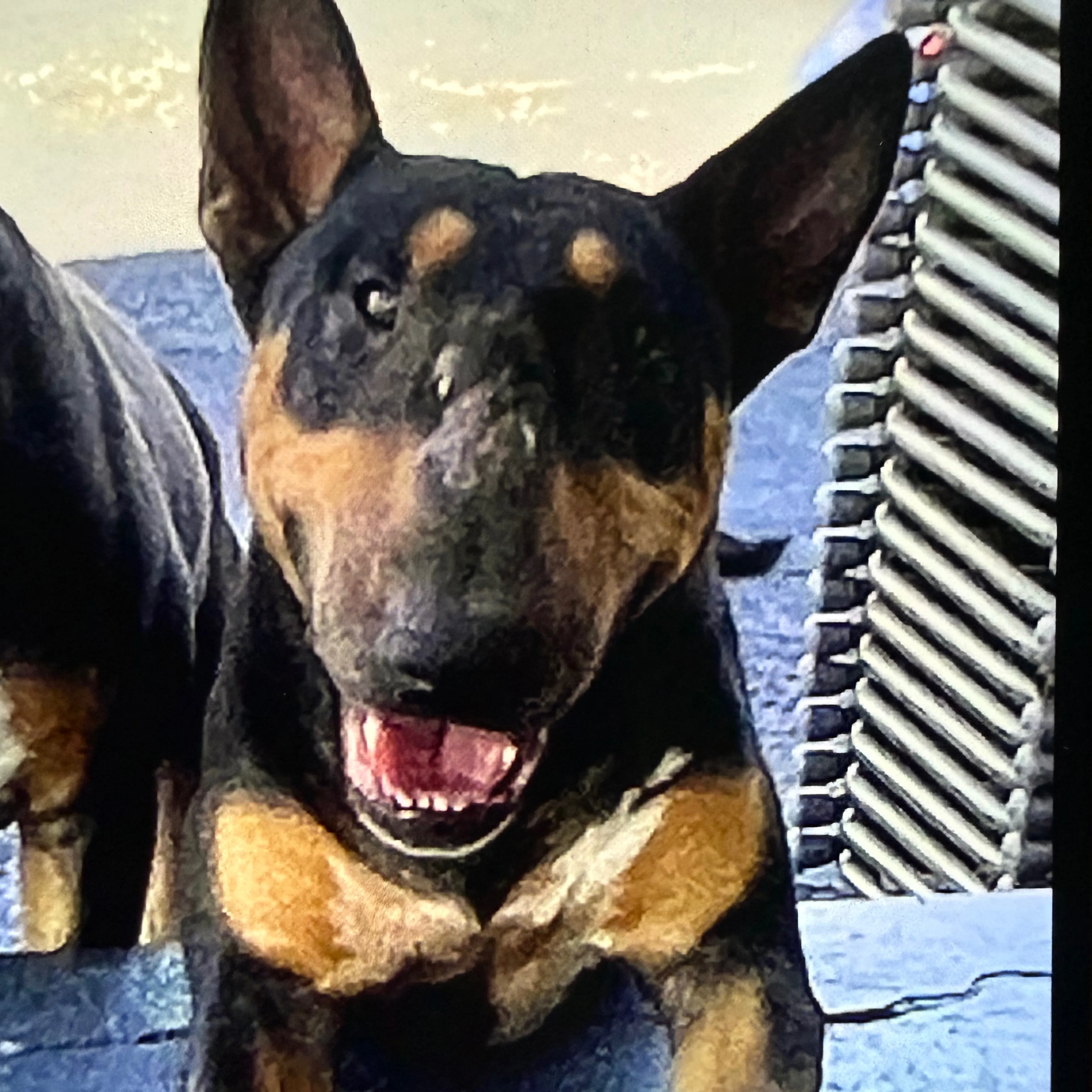 Lost pet-2