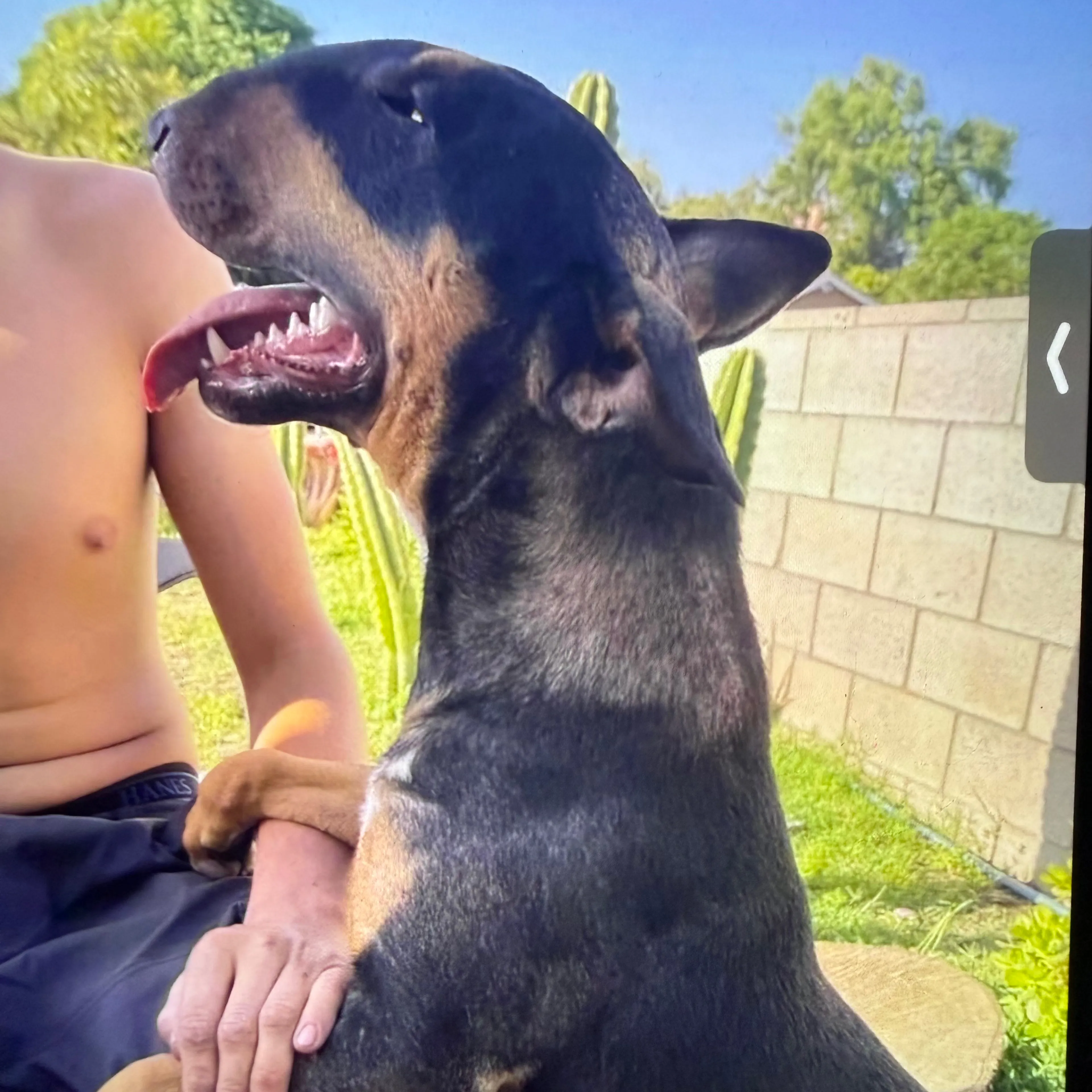 Lost pet-1
