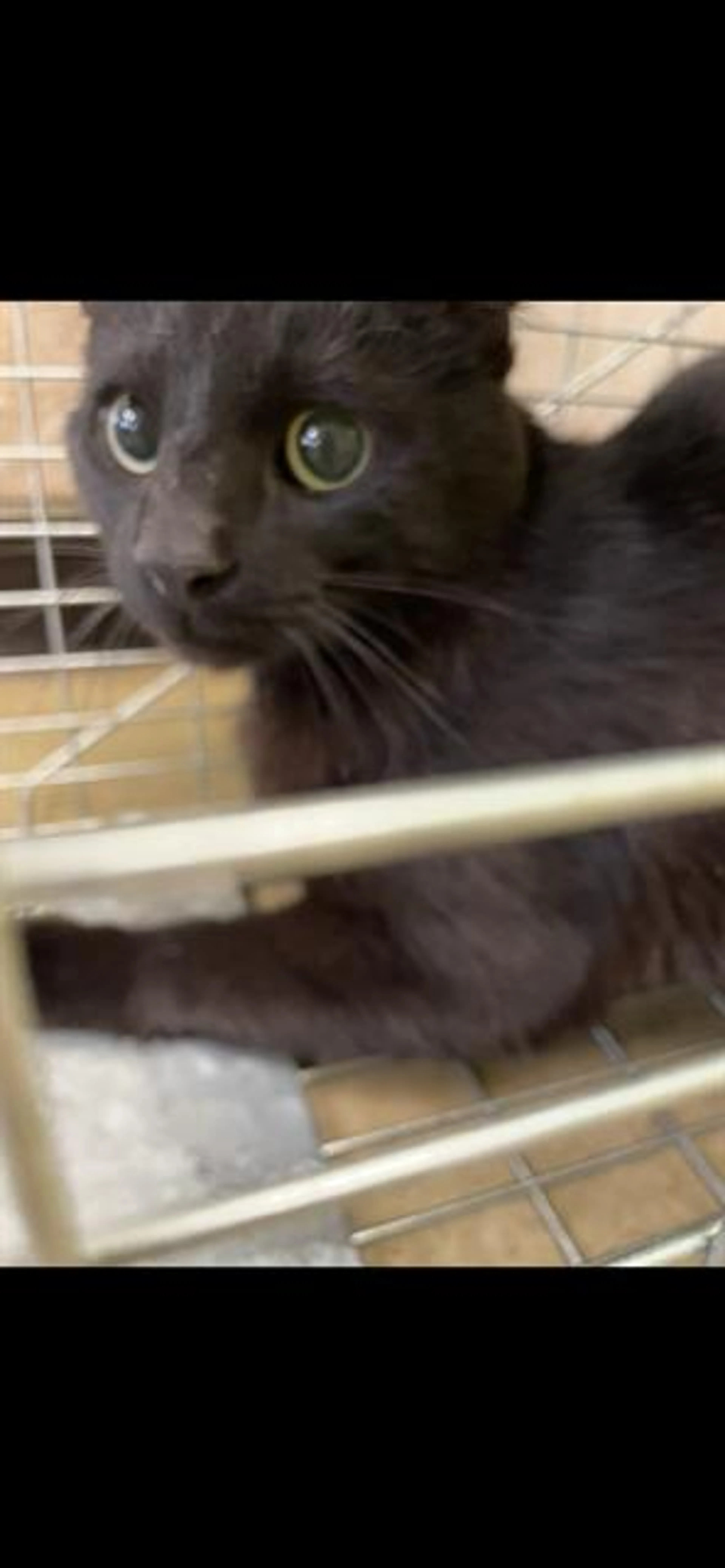 Found pet