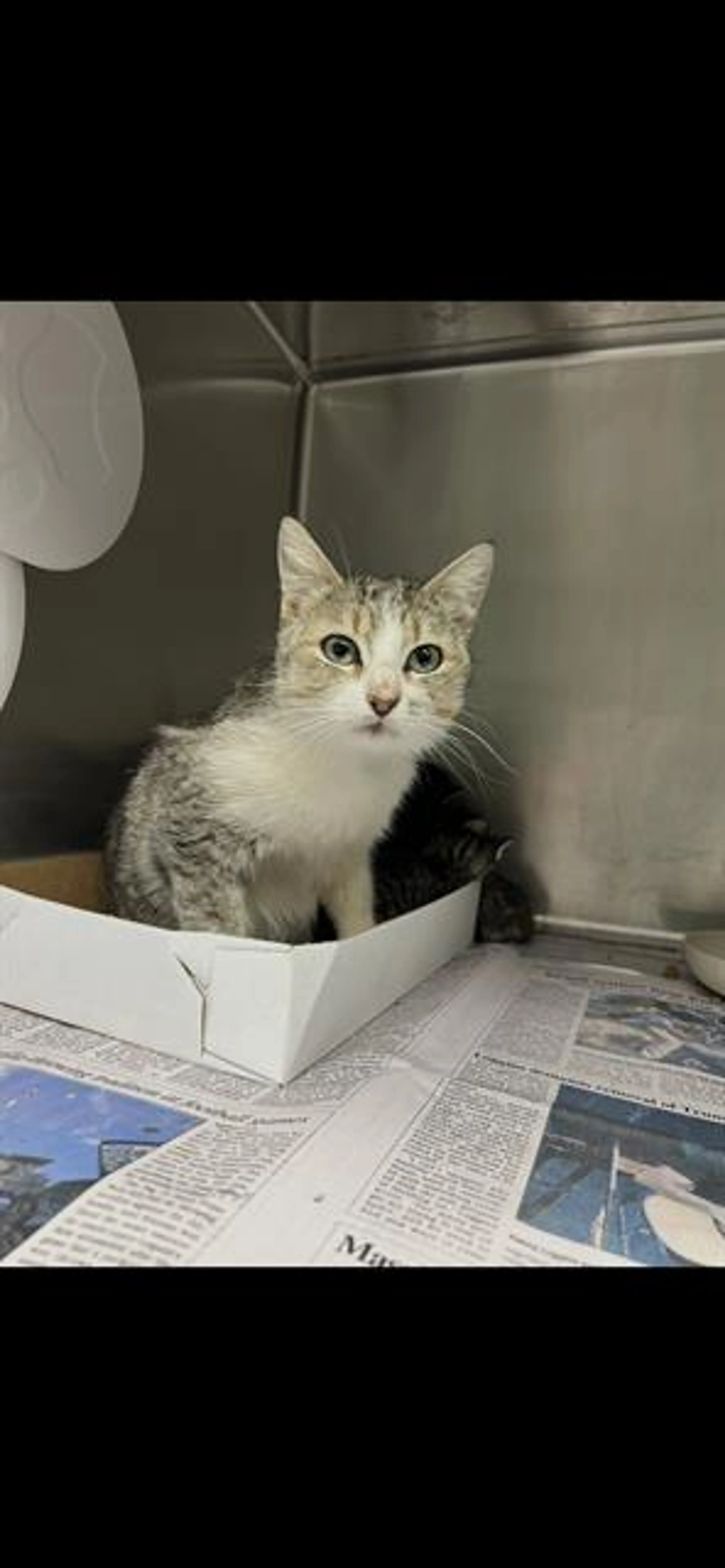 Found pet