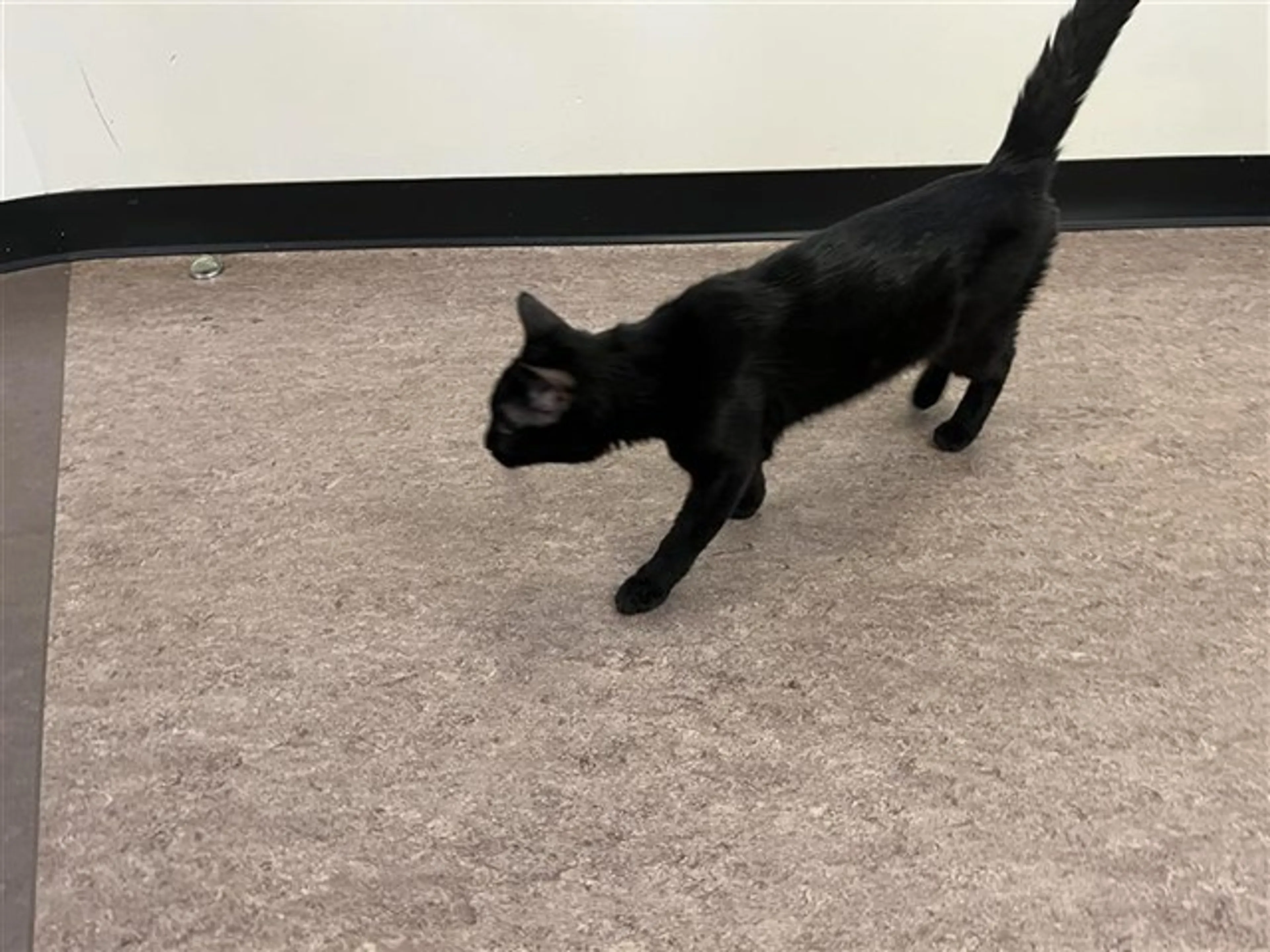 Found pet