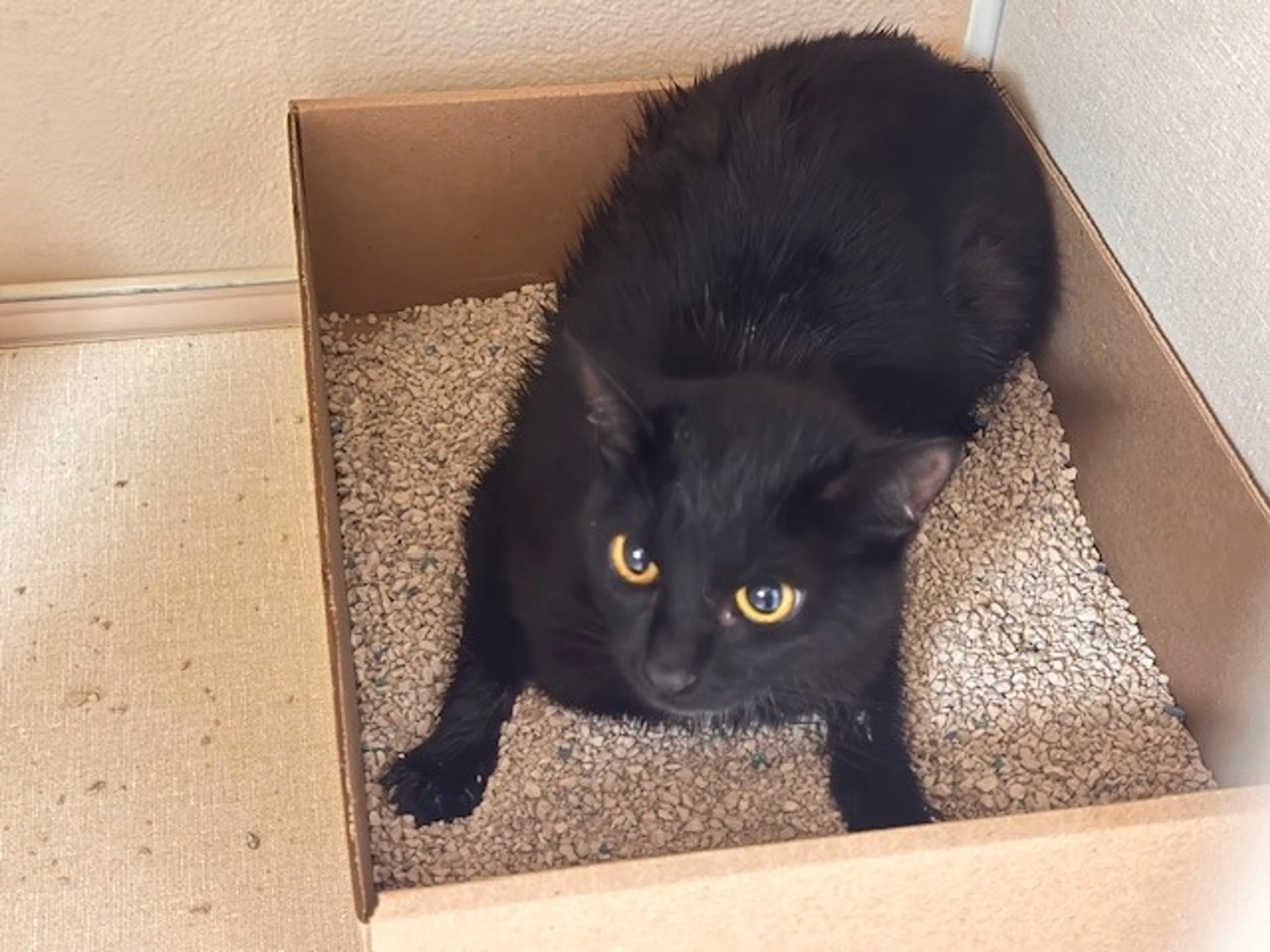 Found pet