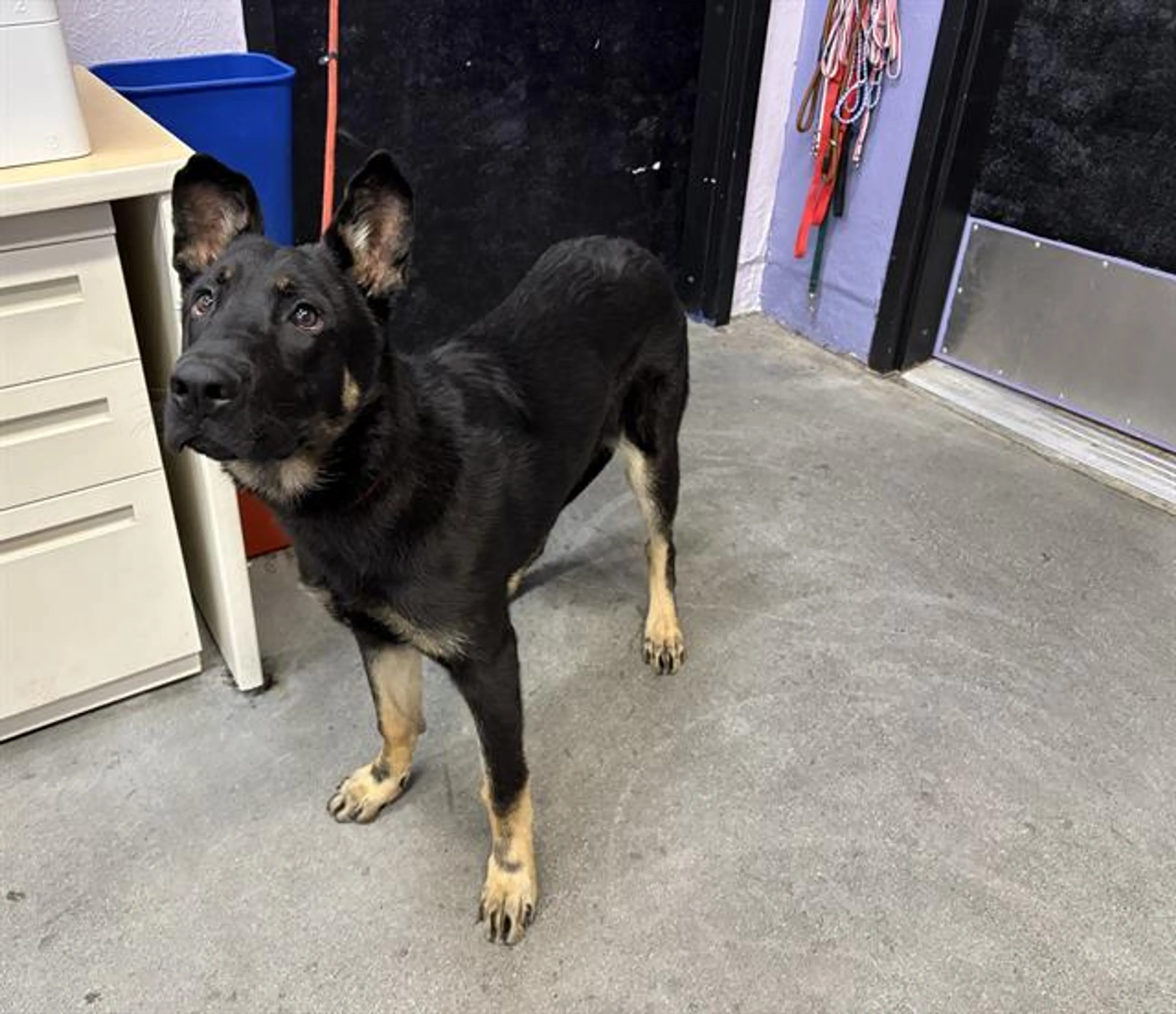 Found pet