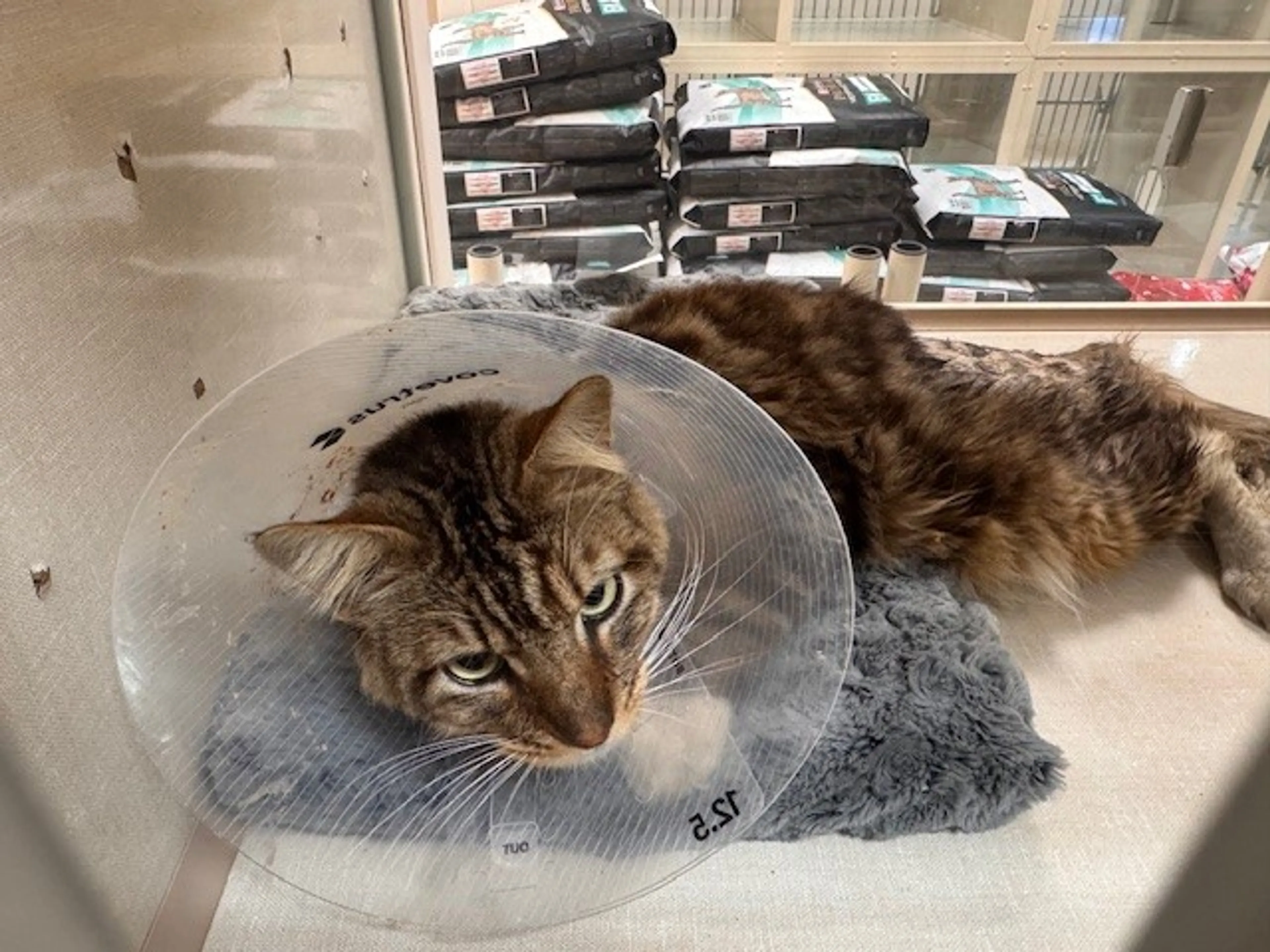Found pet