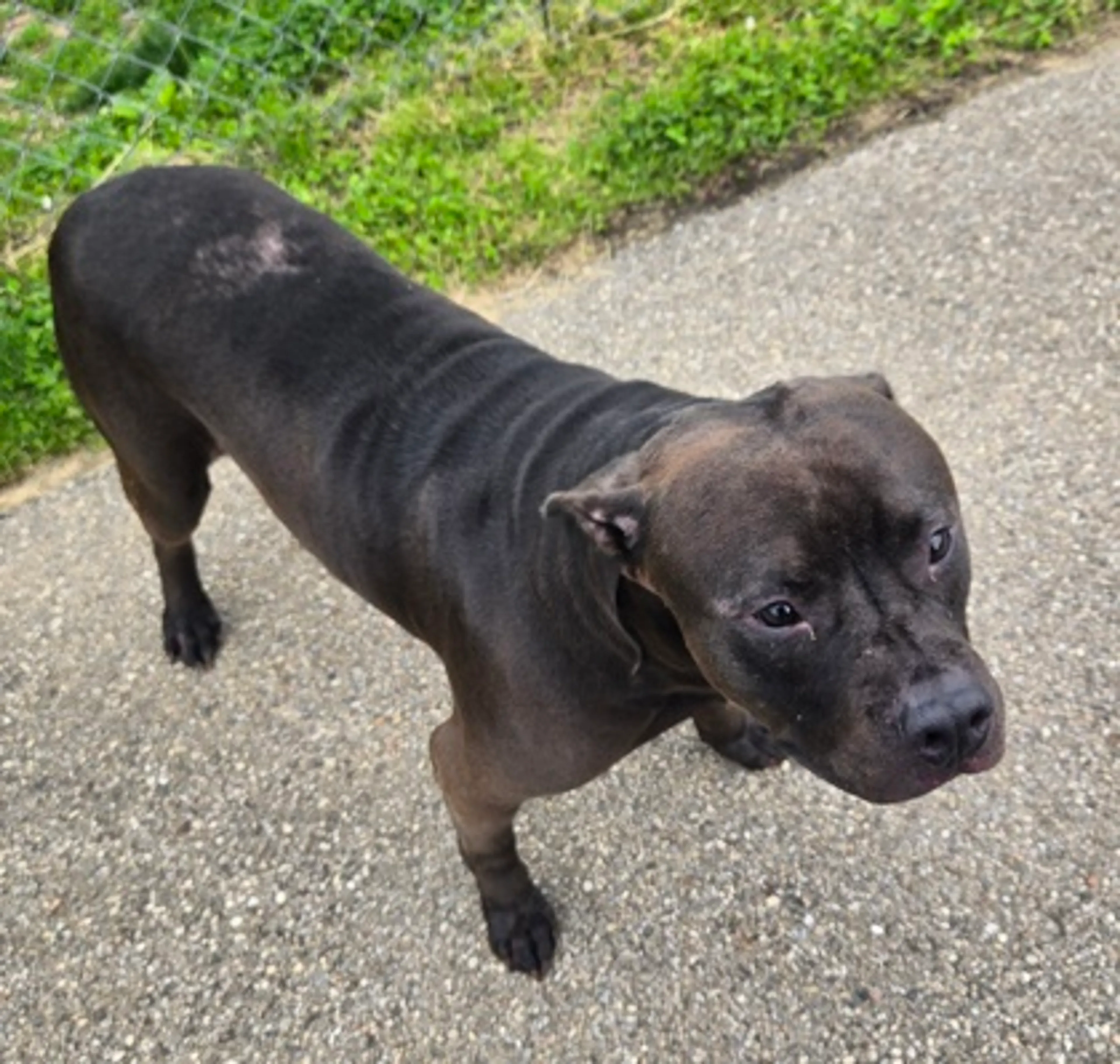 Found pet-2