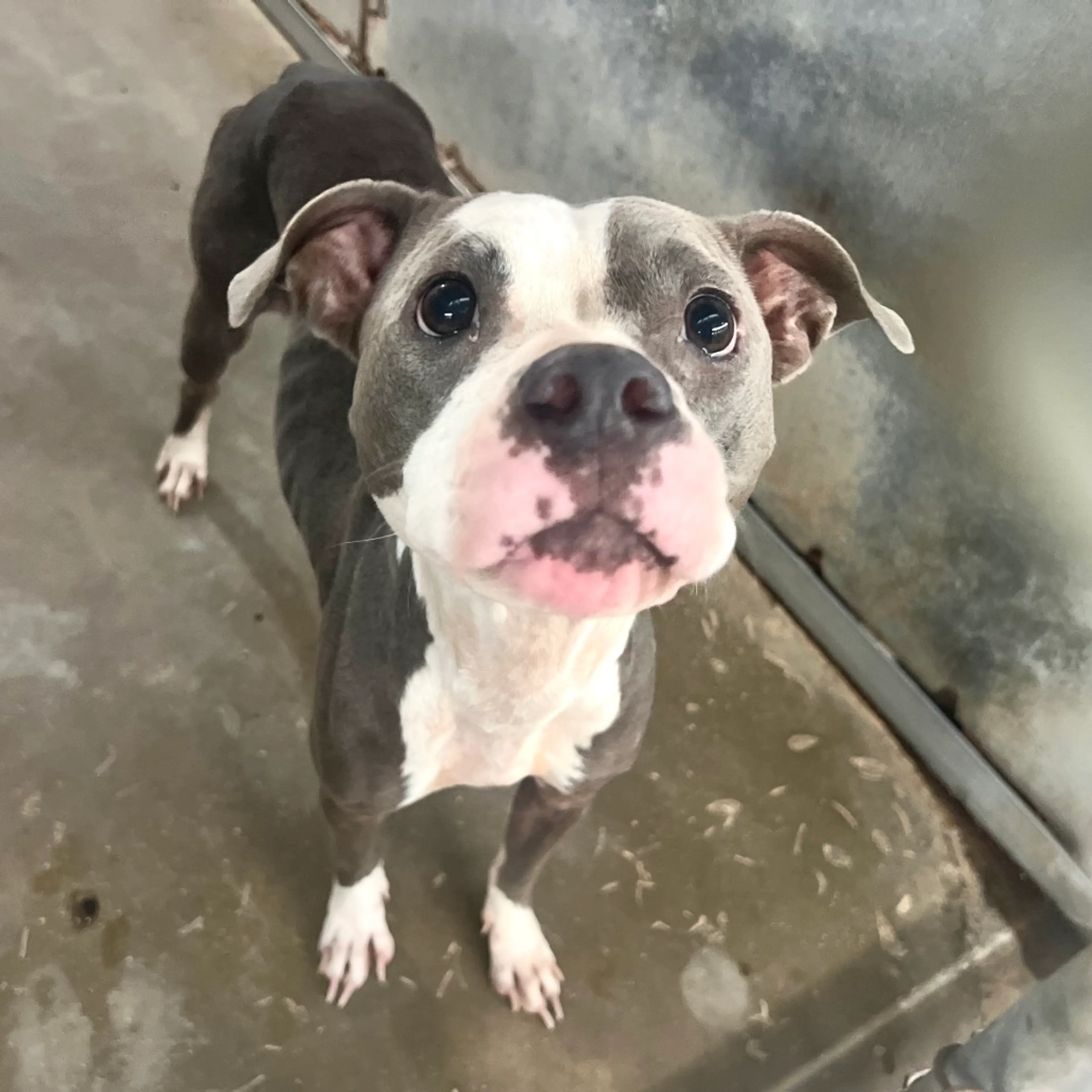 Found pet-4