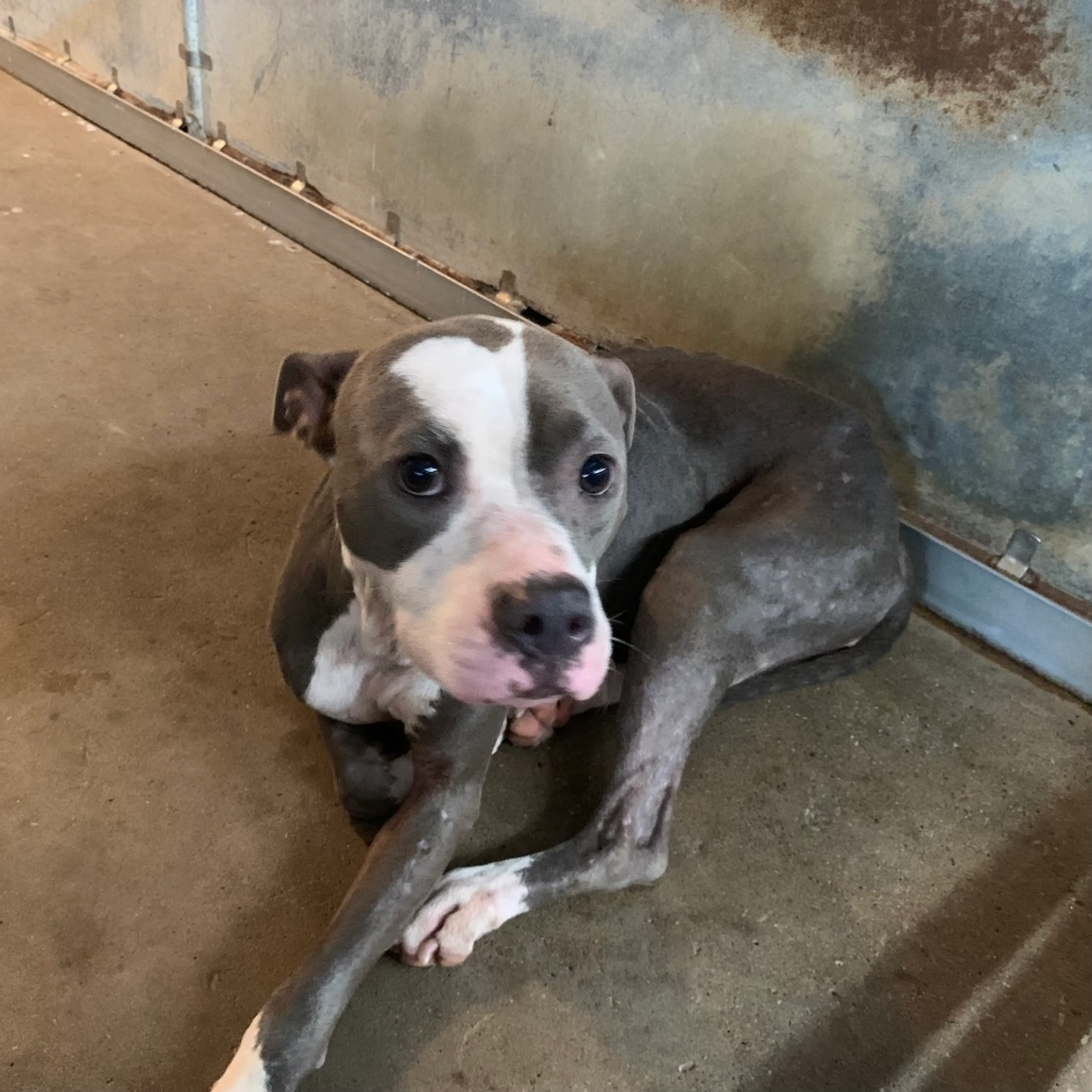 Found pet-3