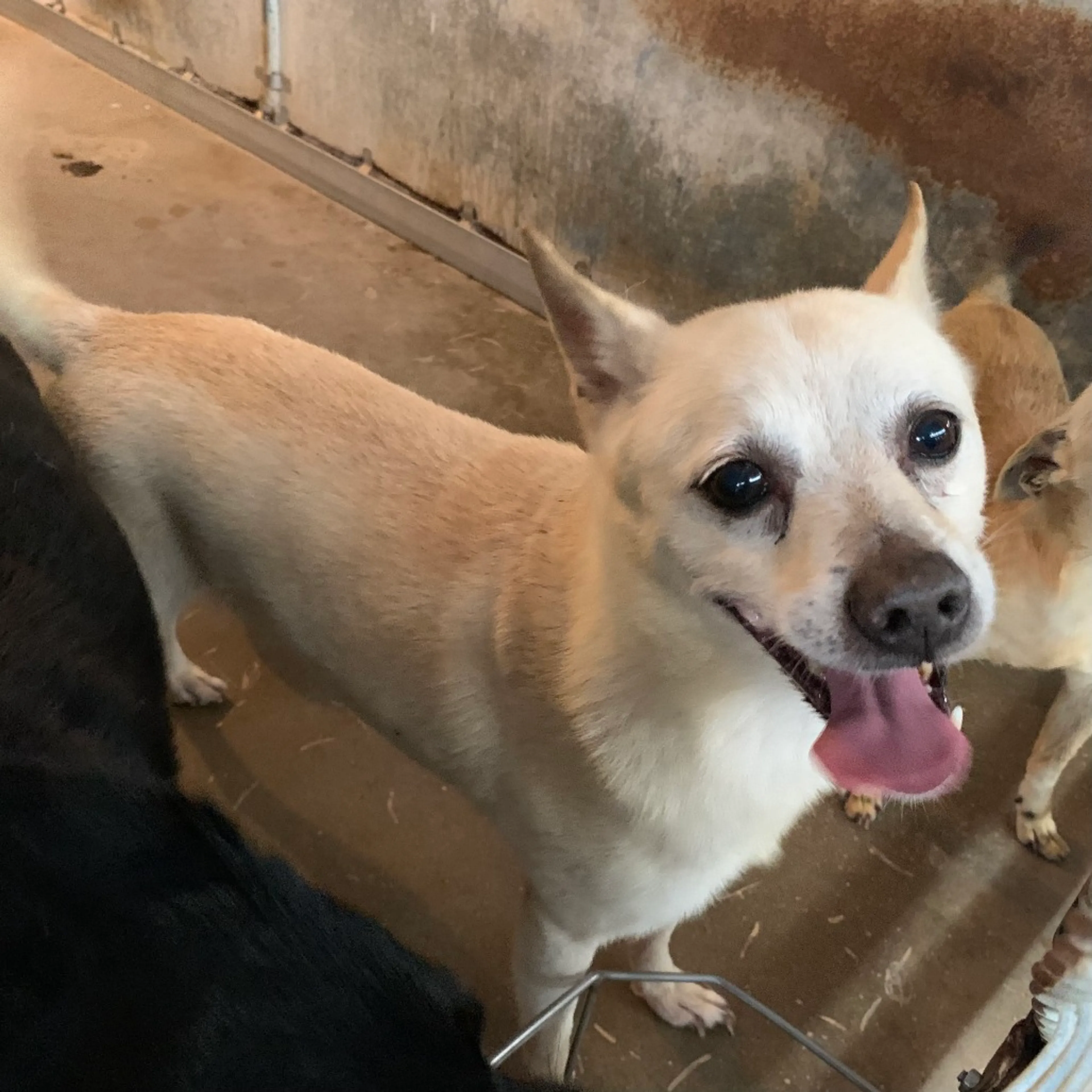 Found pet-3