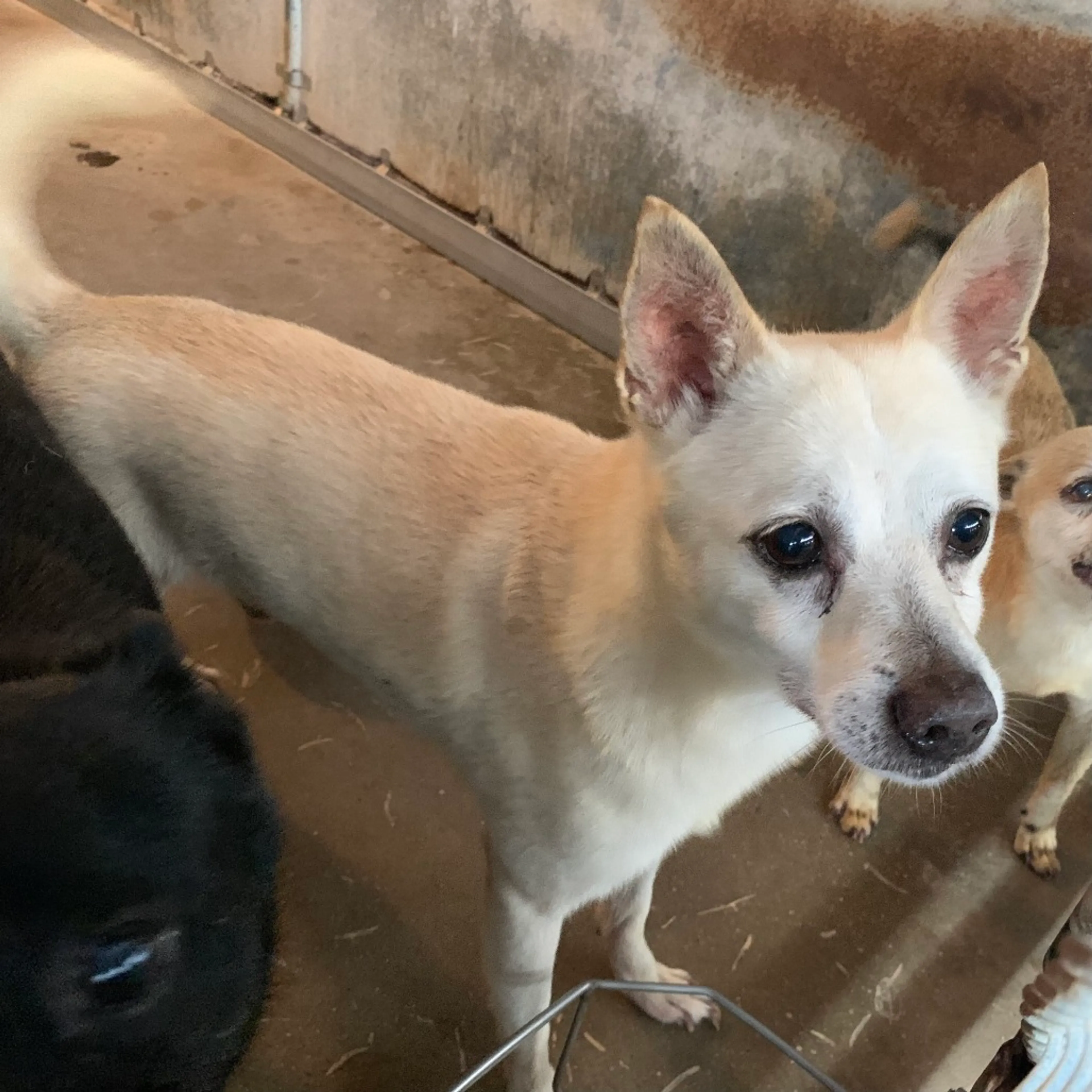 Found pet-2