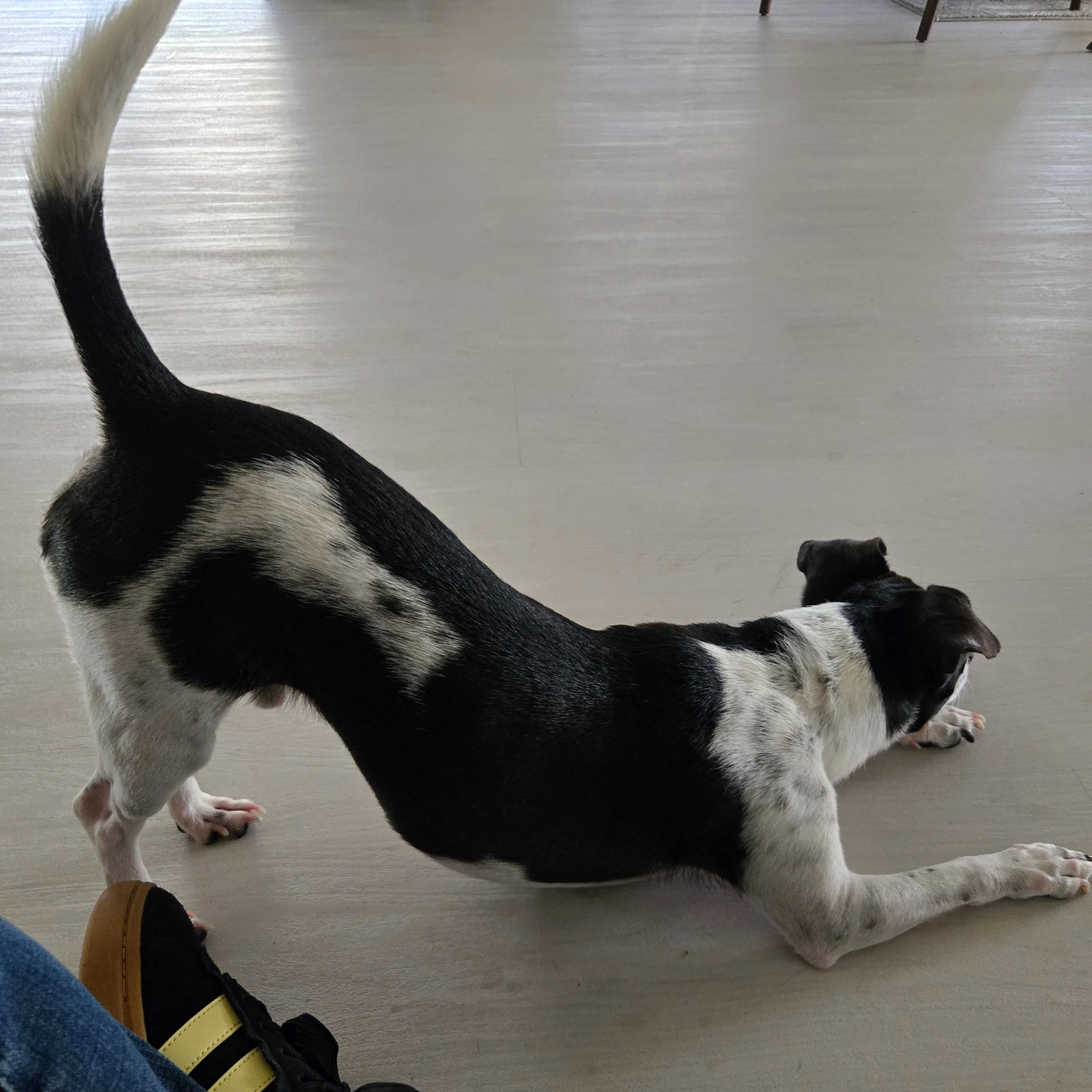 Found pet-3