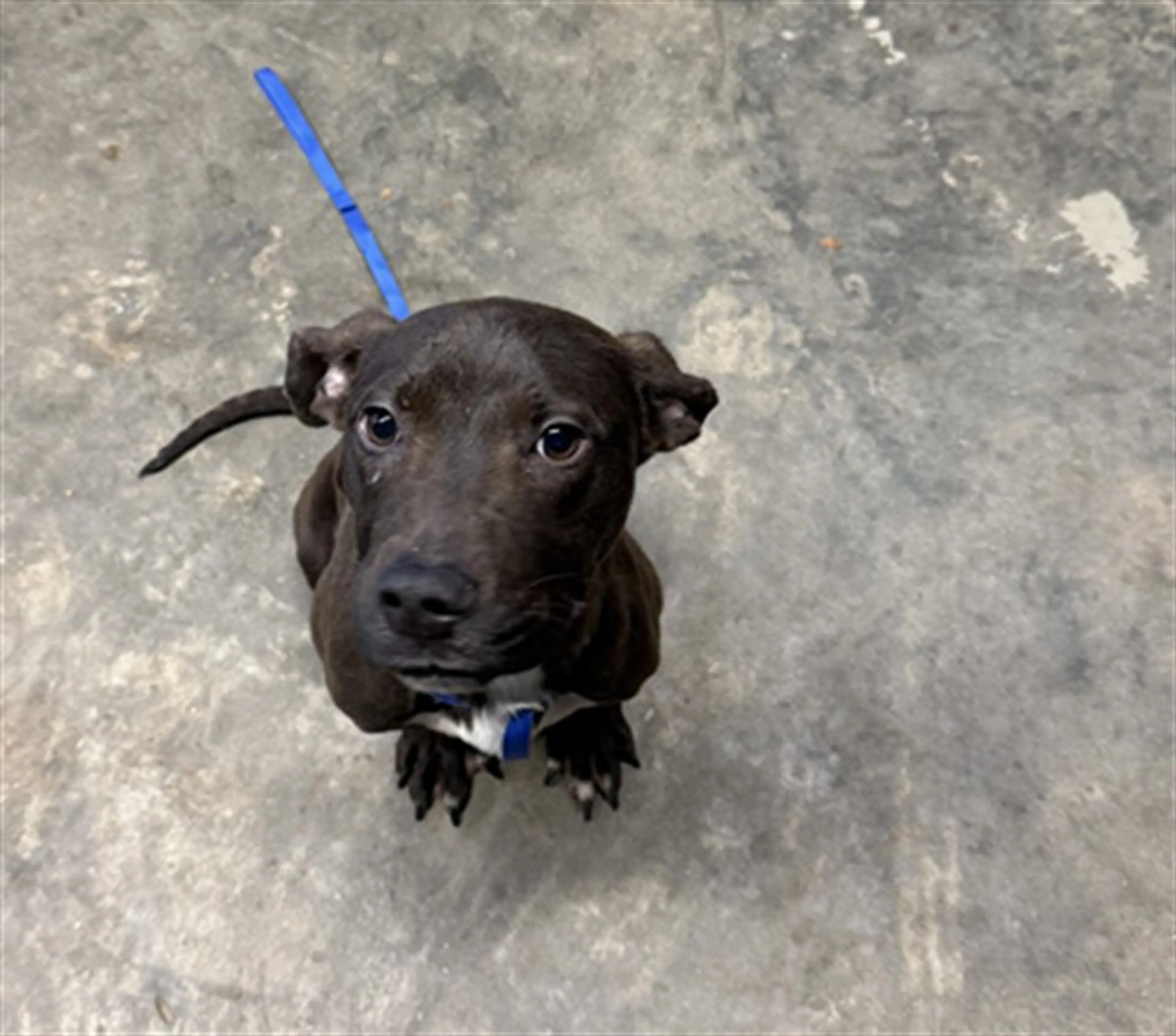 Found pet