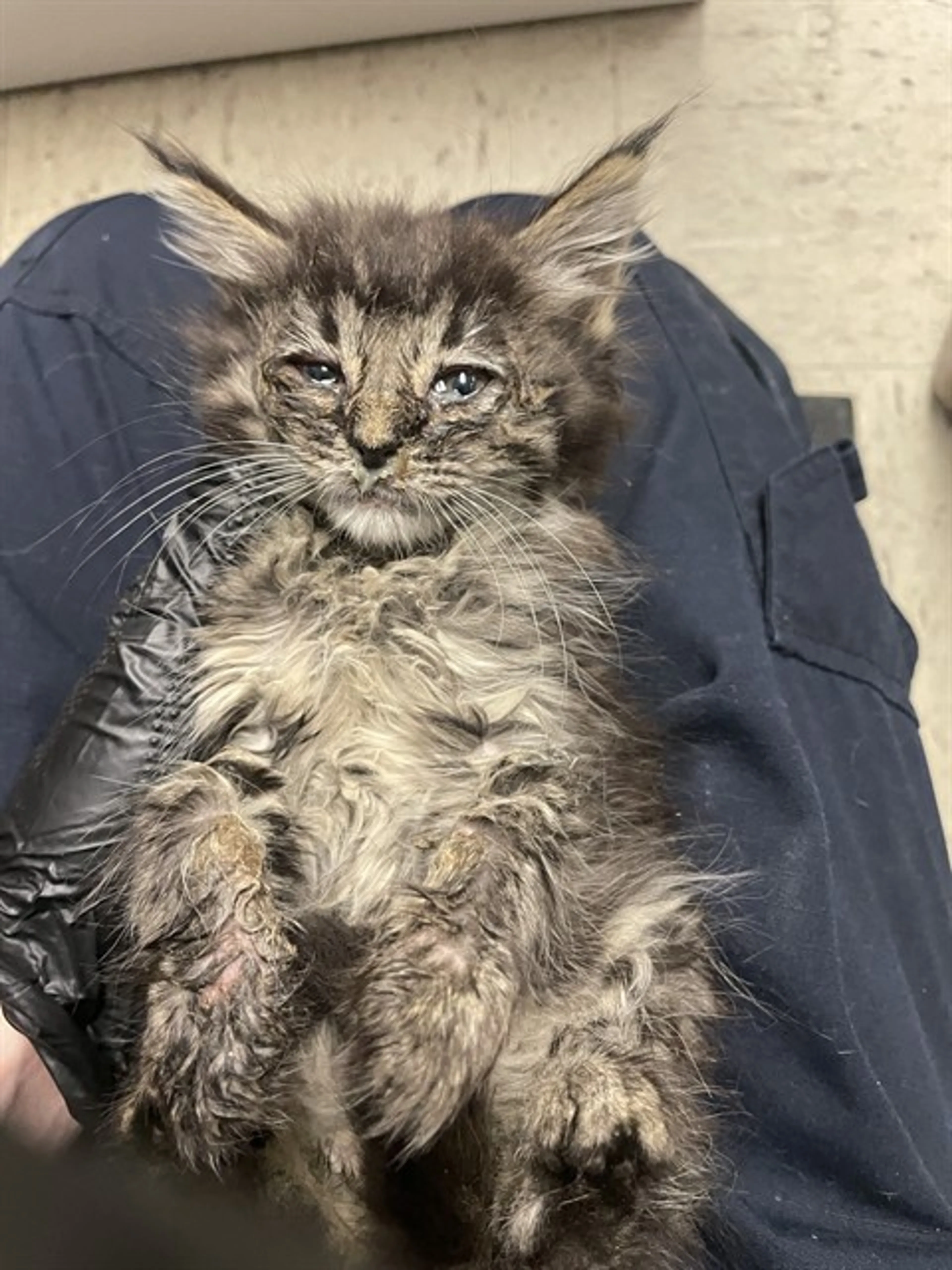 Found pet