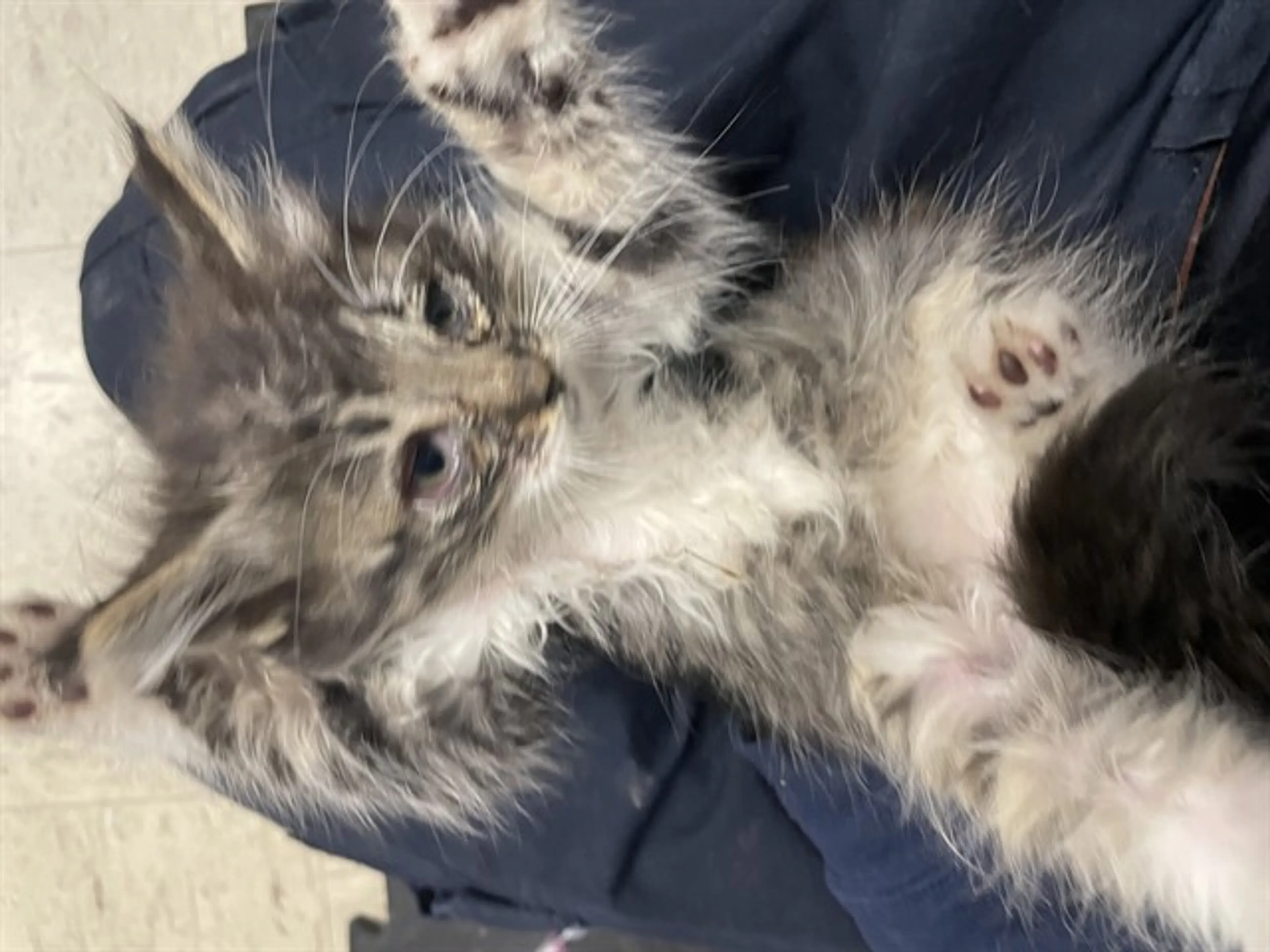 Found pet