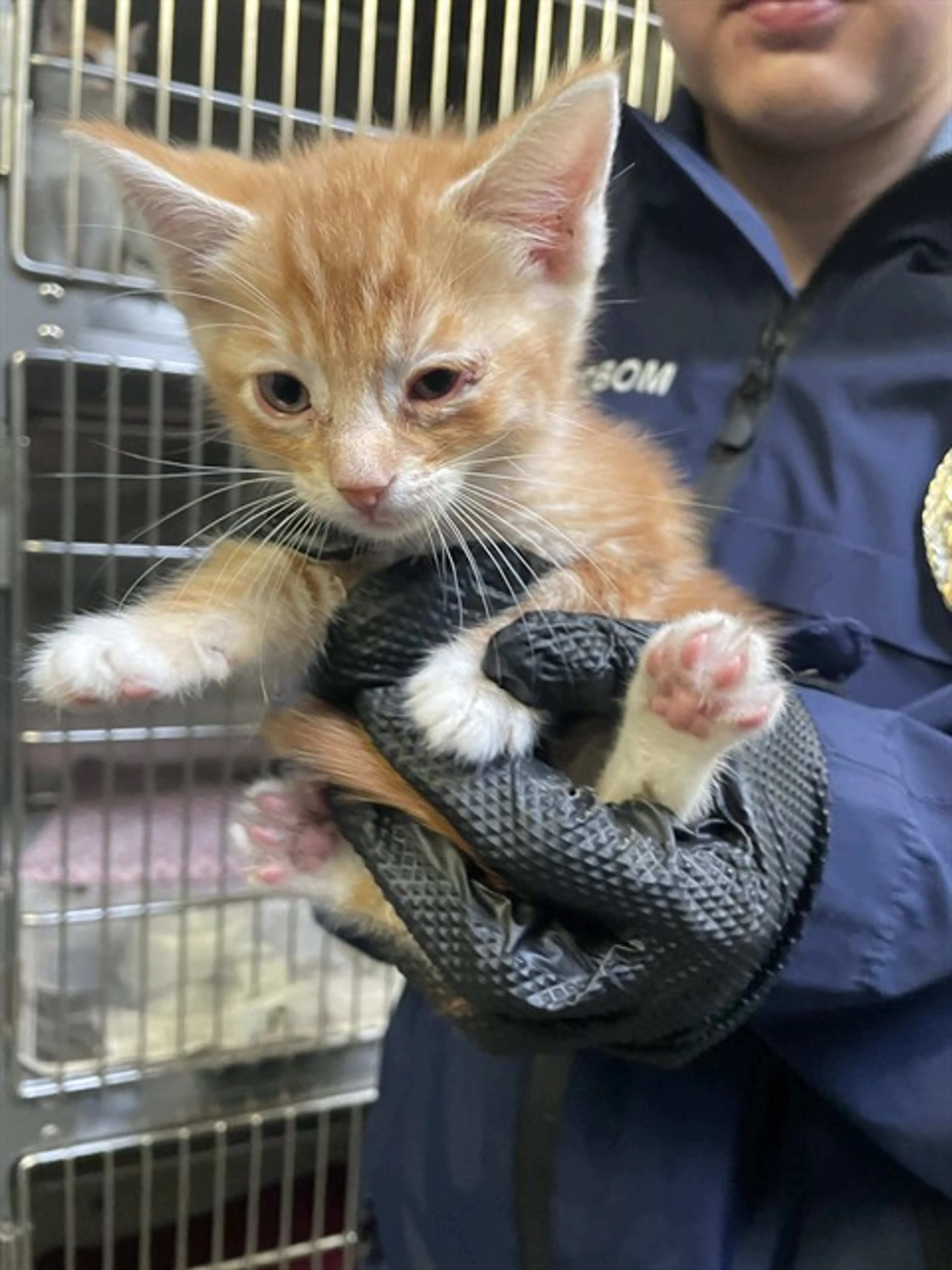 Found pet