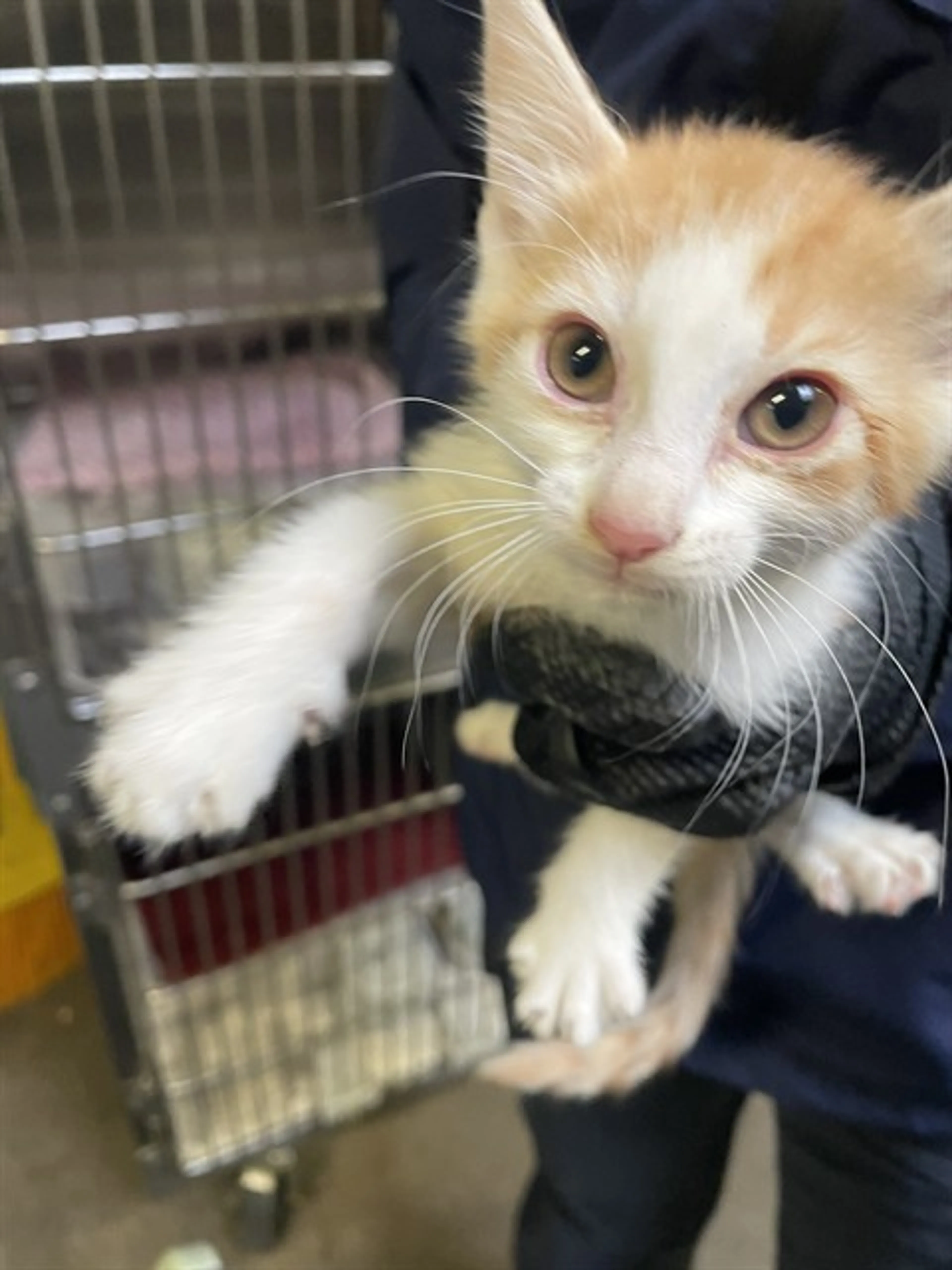Found pet