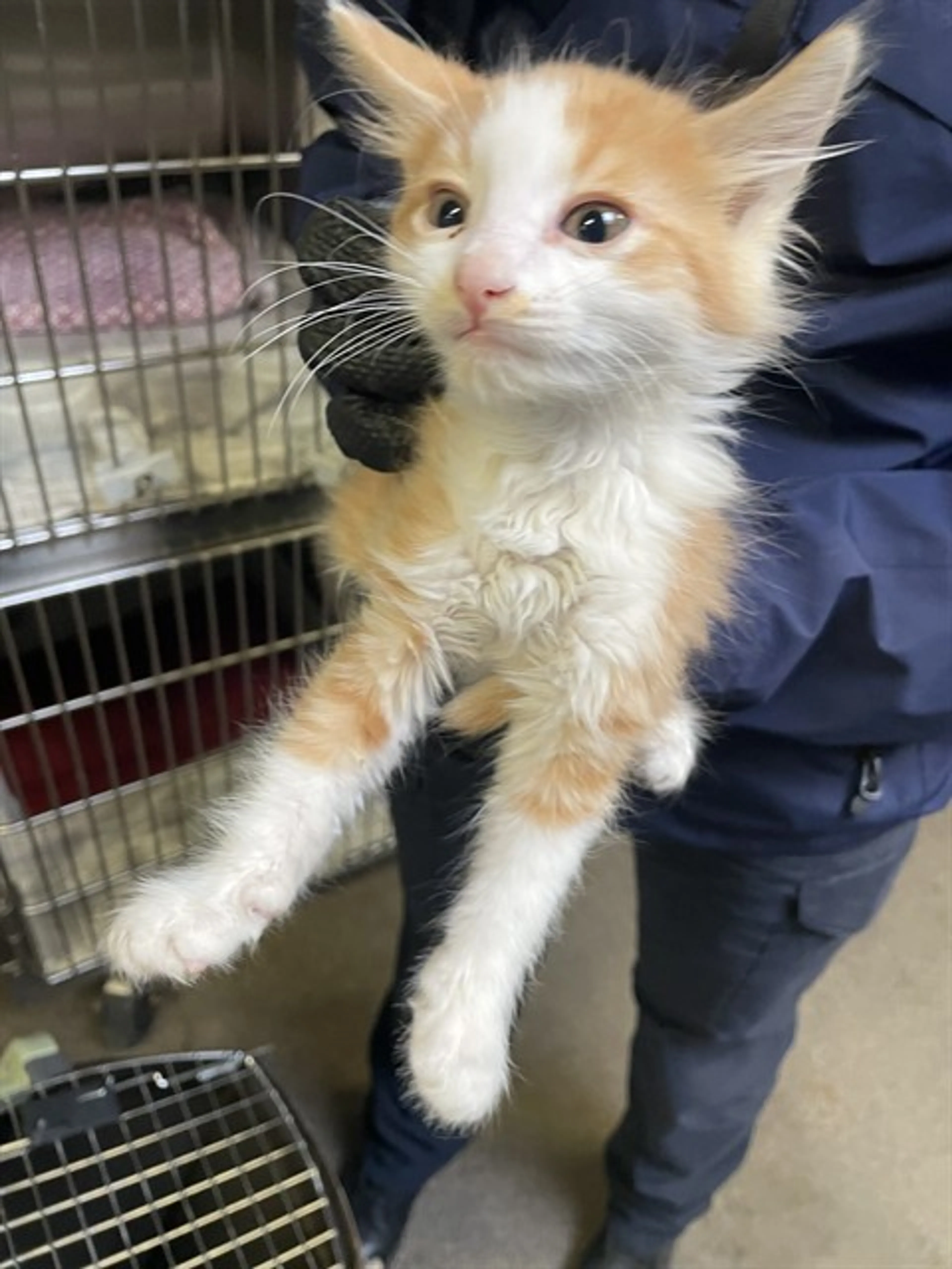 Found pet