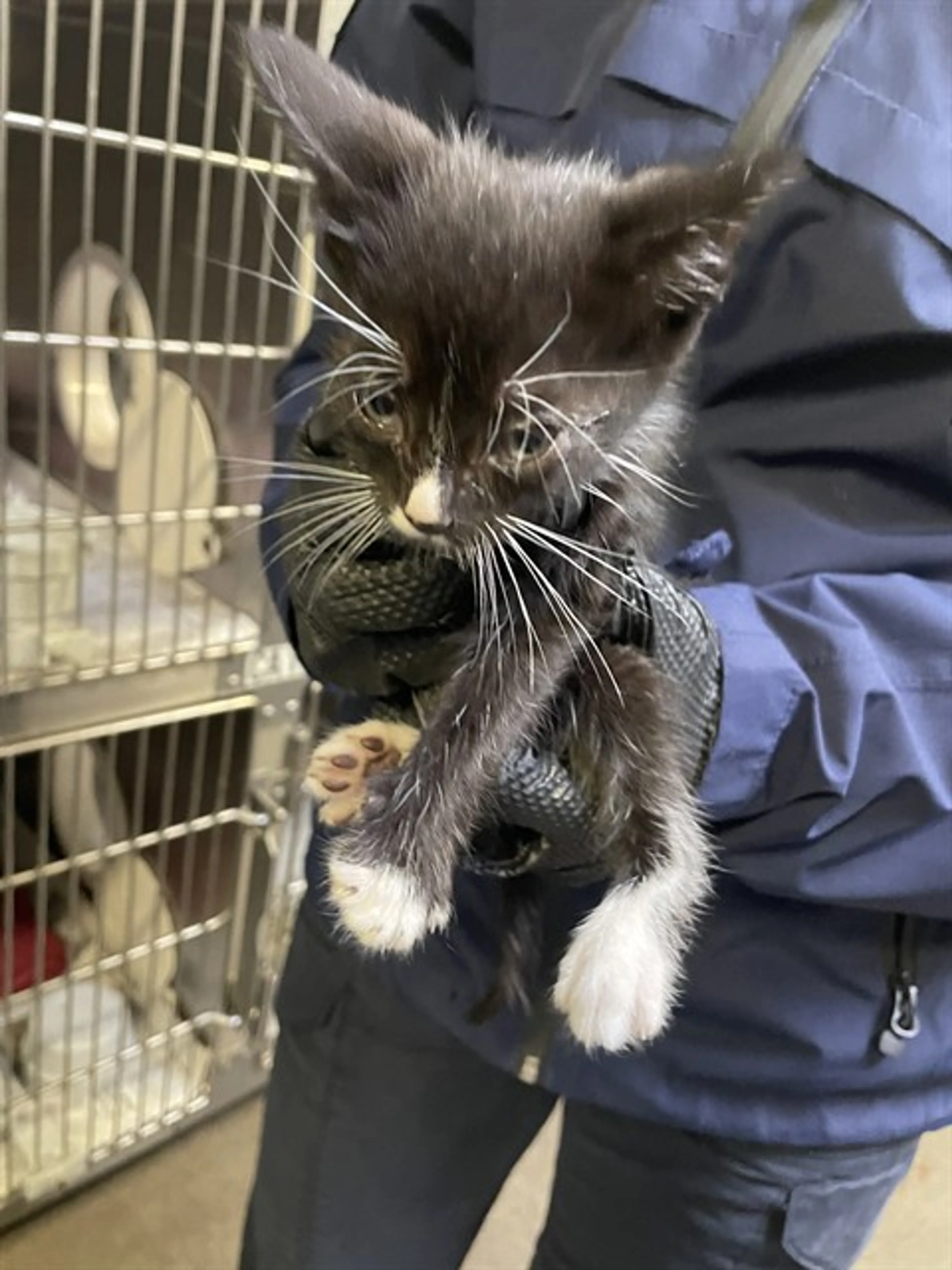 Found pet