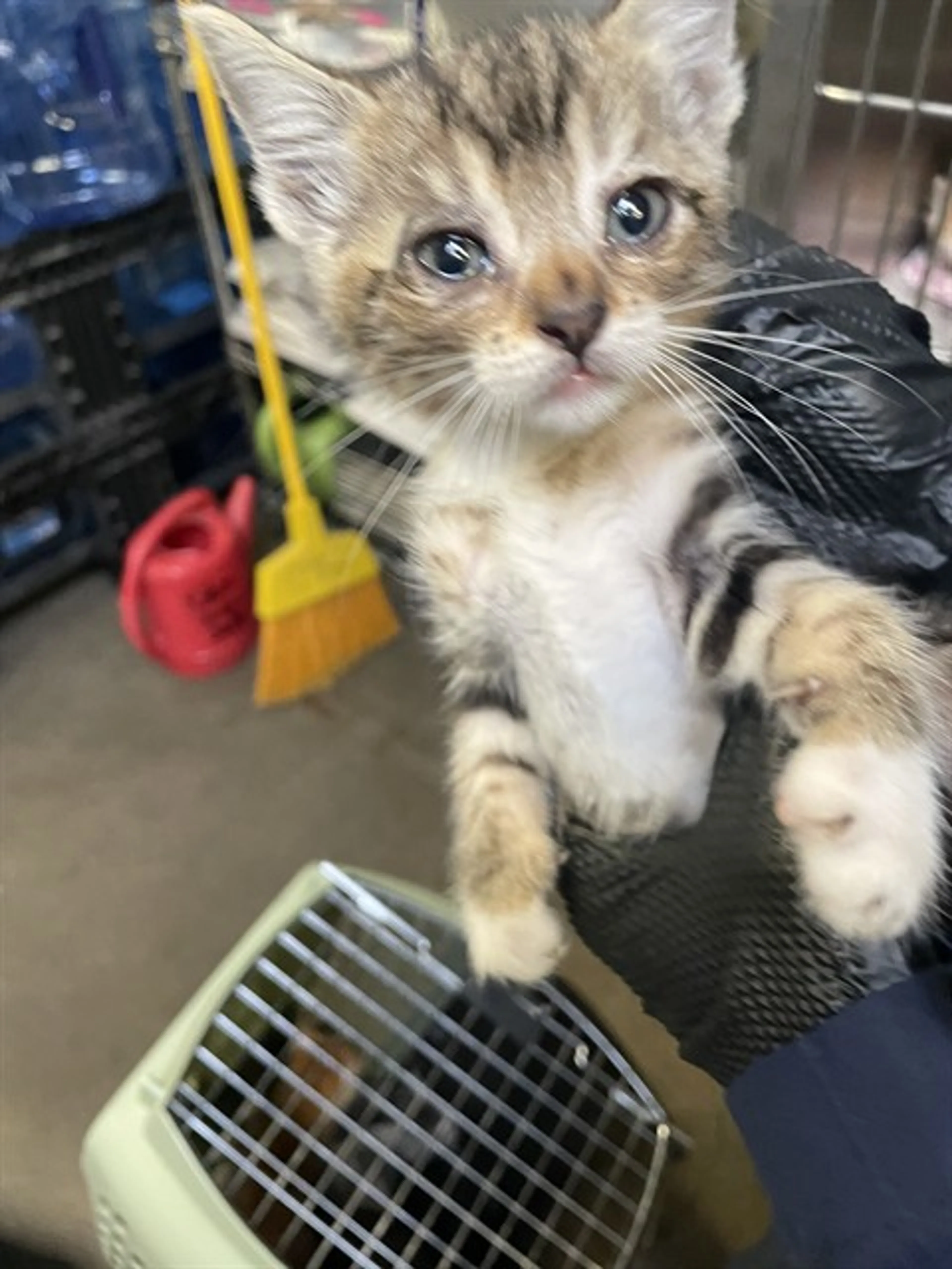 Found pet