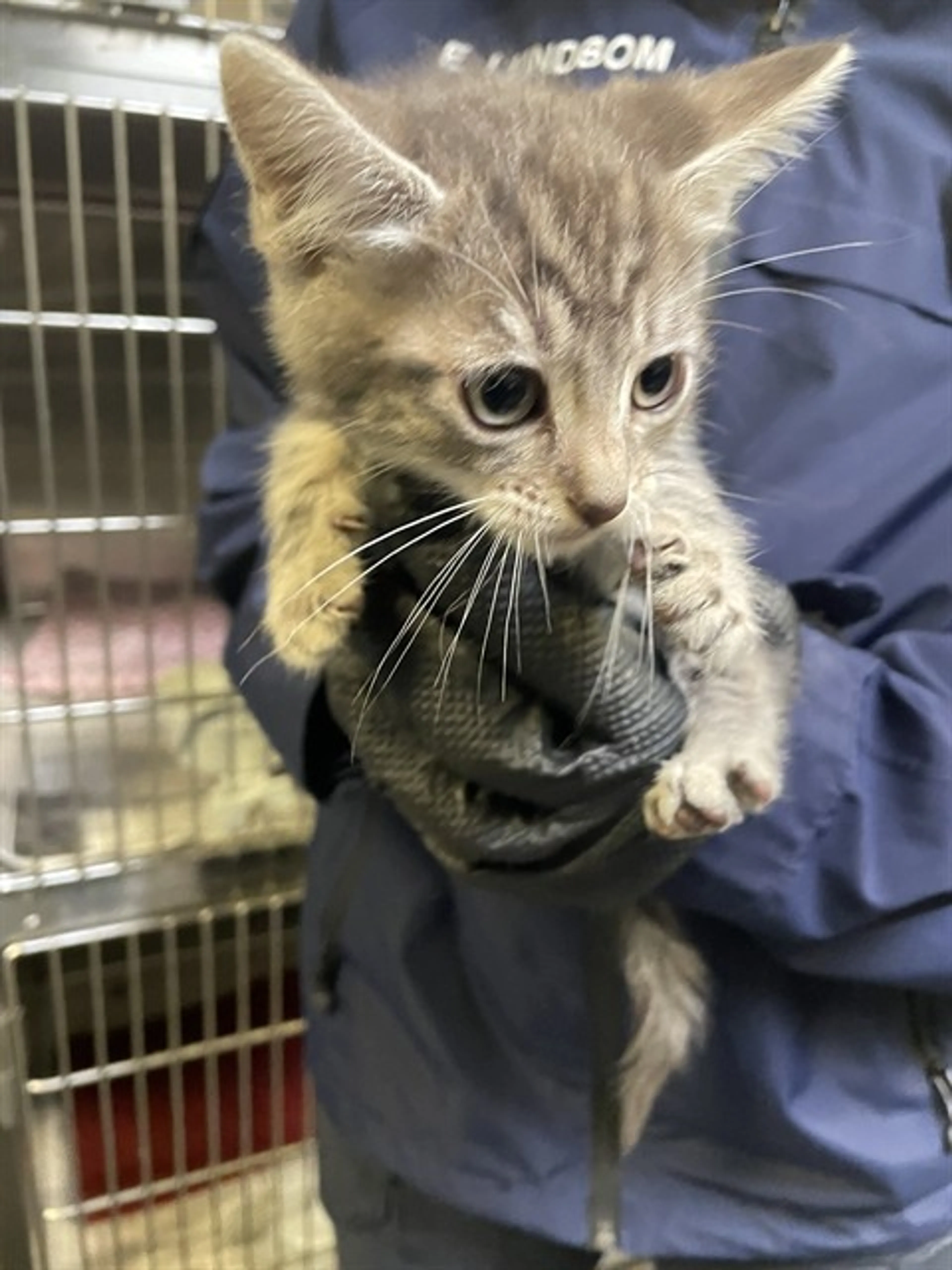 Found pet