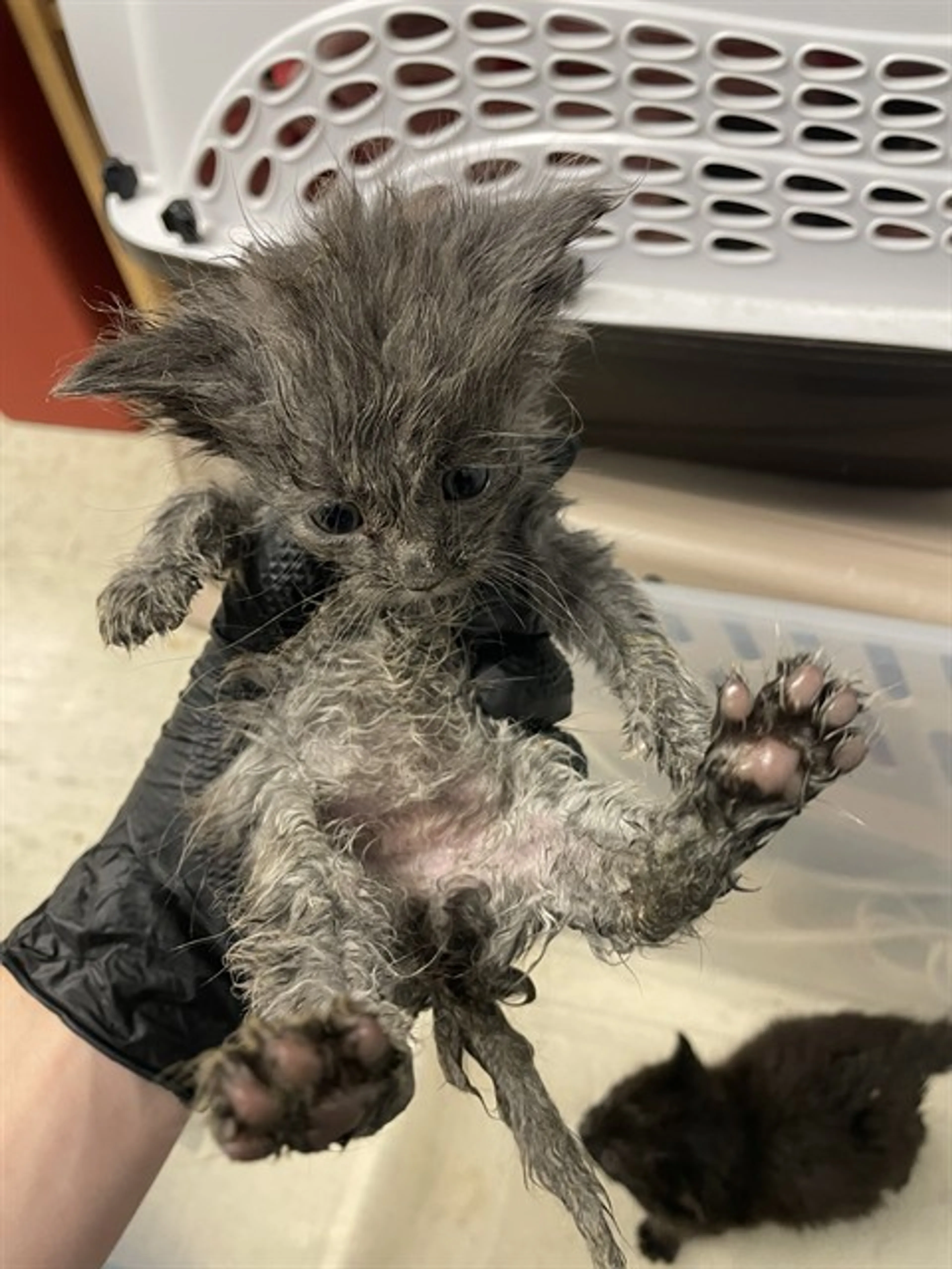 Found pet