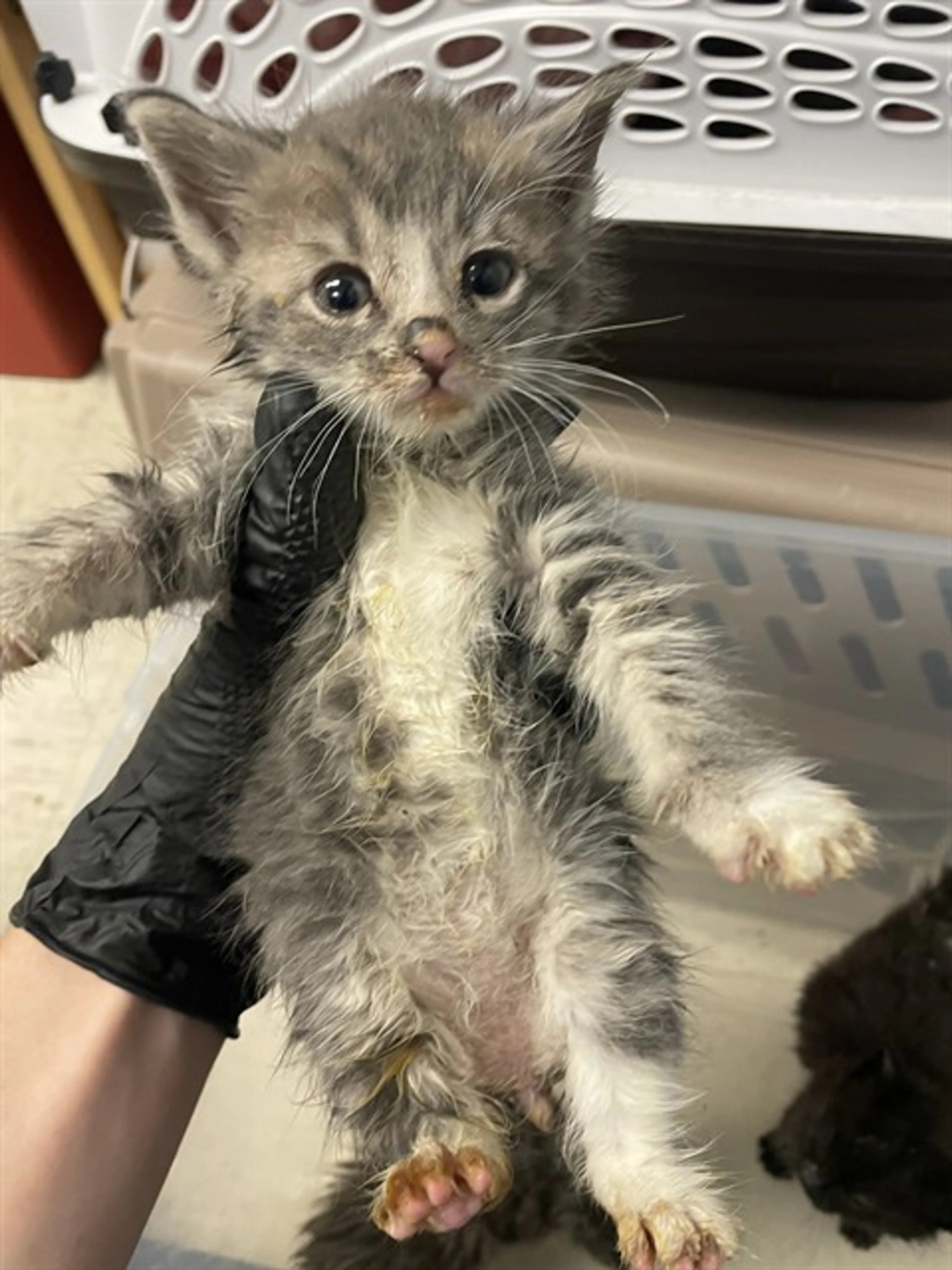 Found pet
