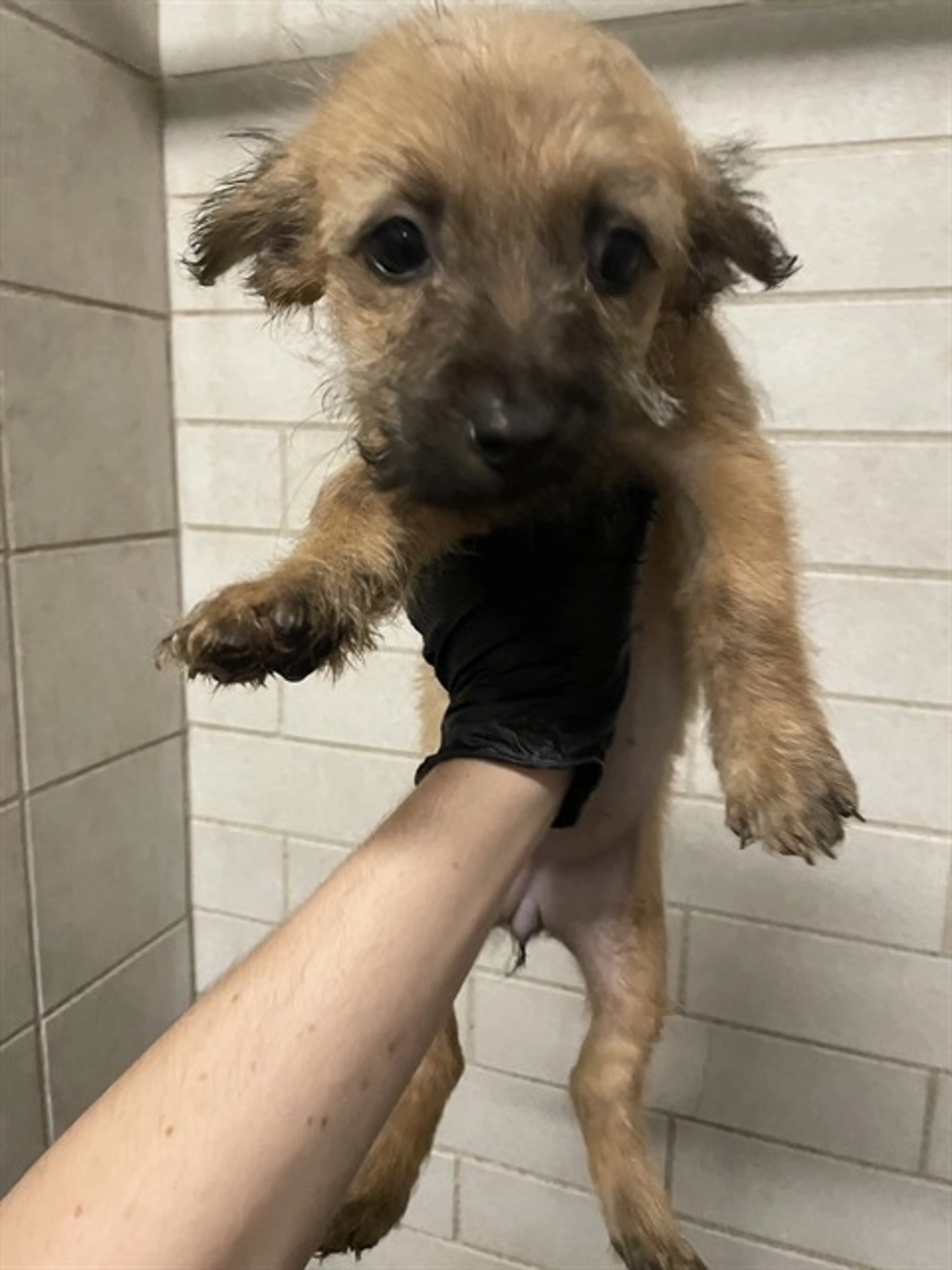 Found pet