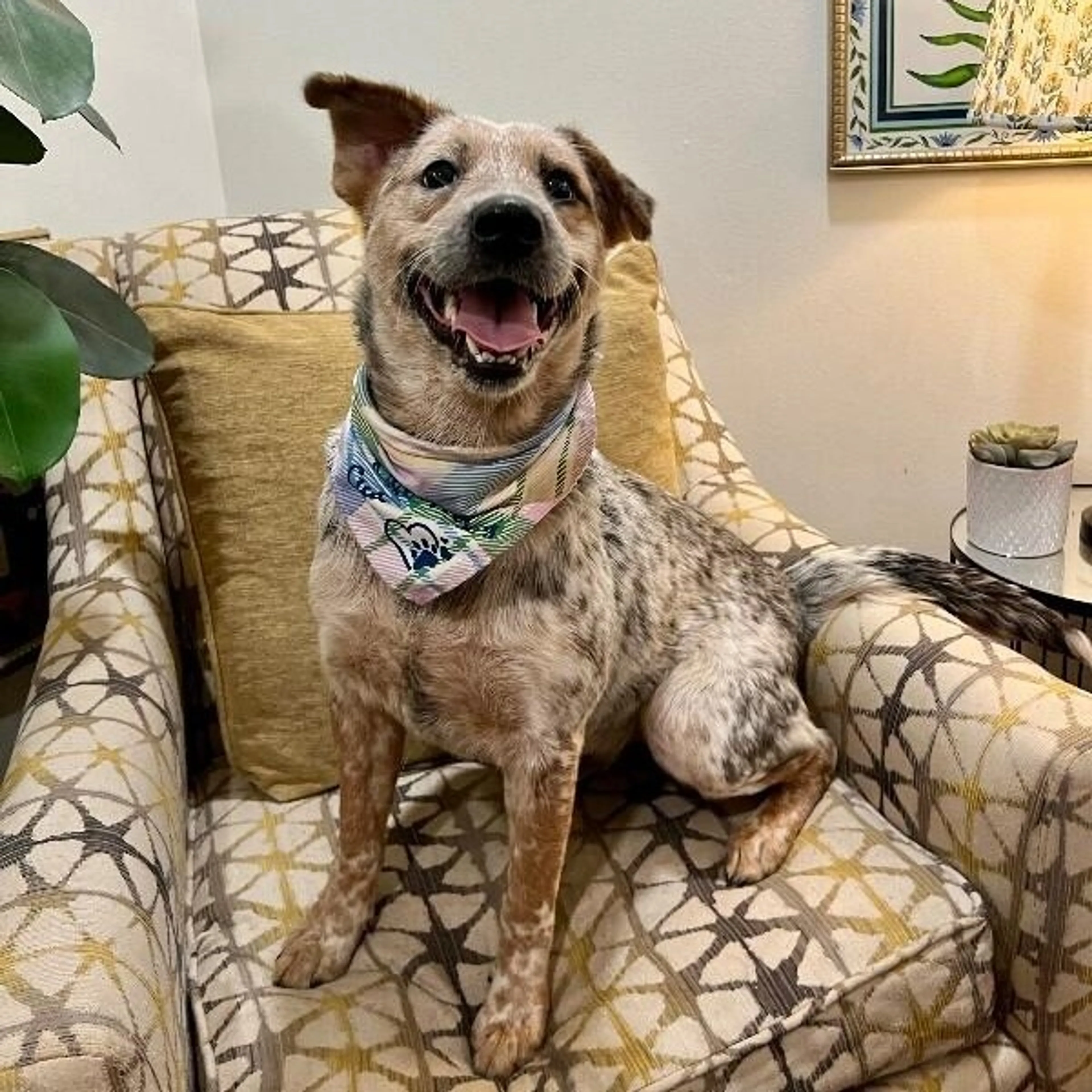 Found pet-2