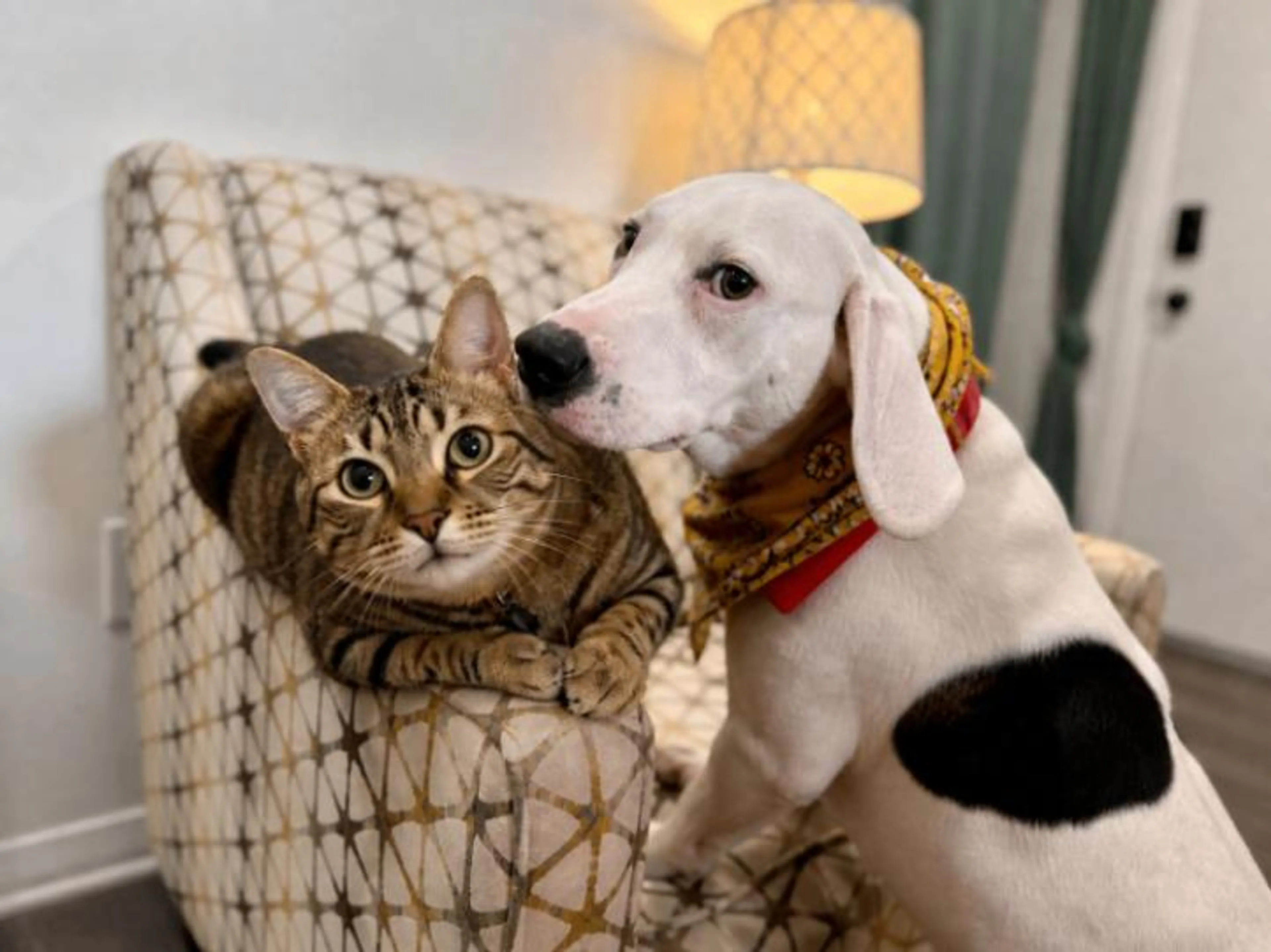 Found pet-4