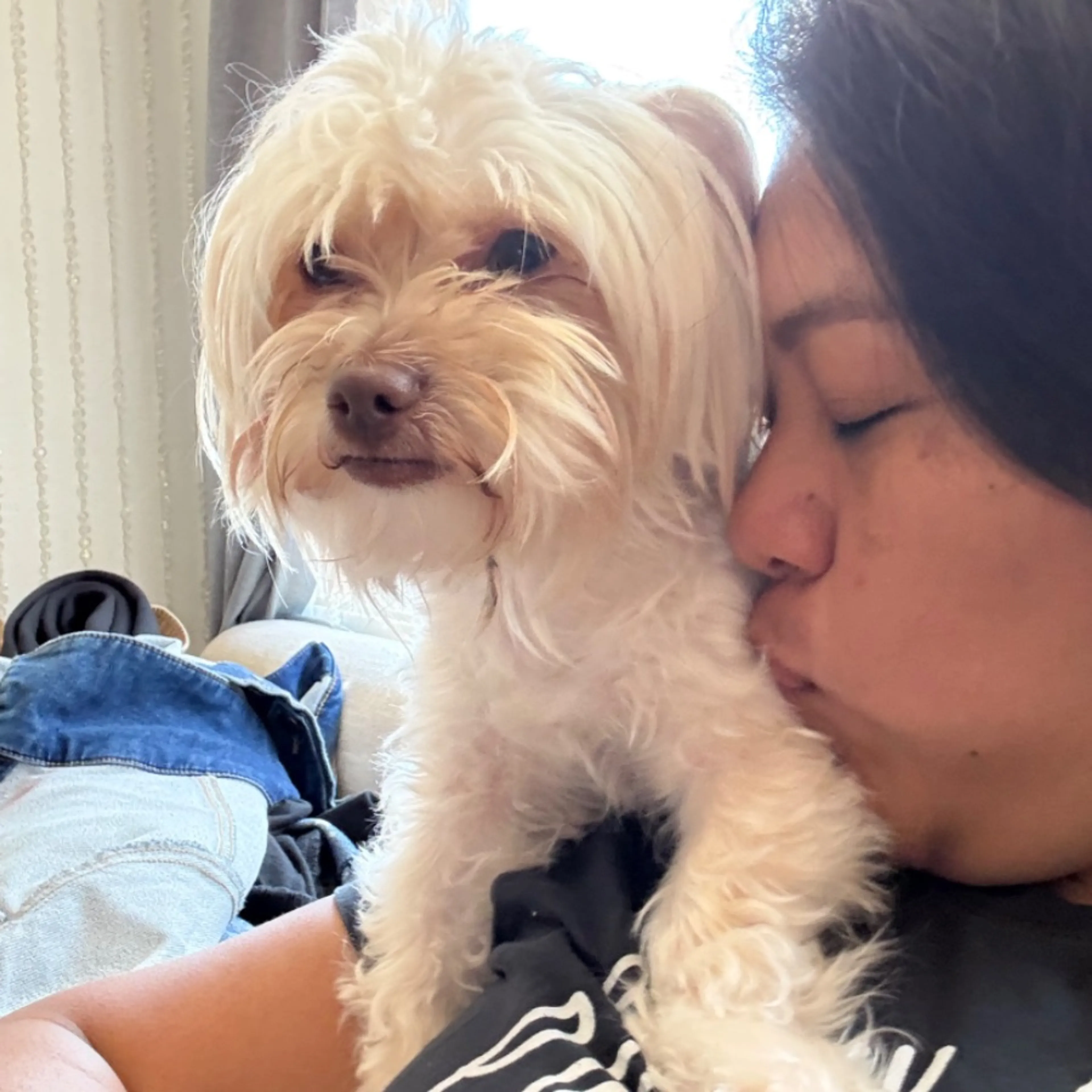 Lost pet