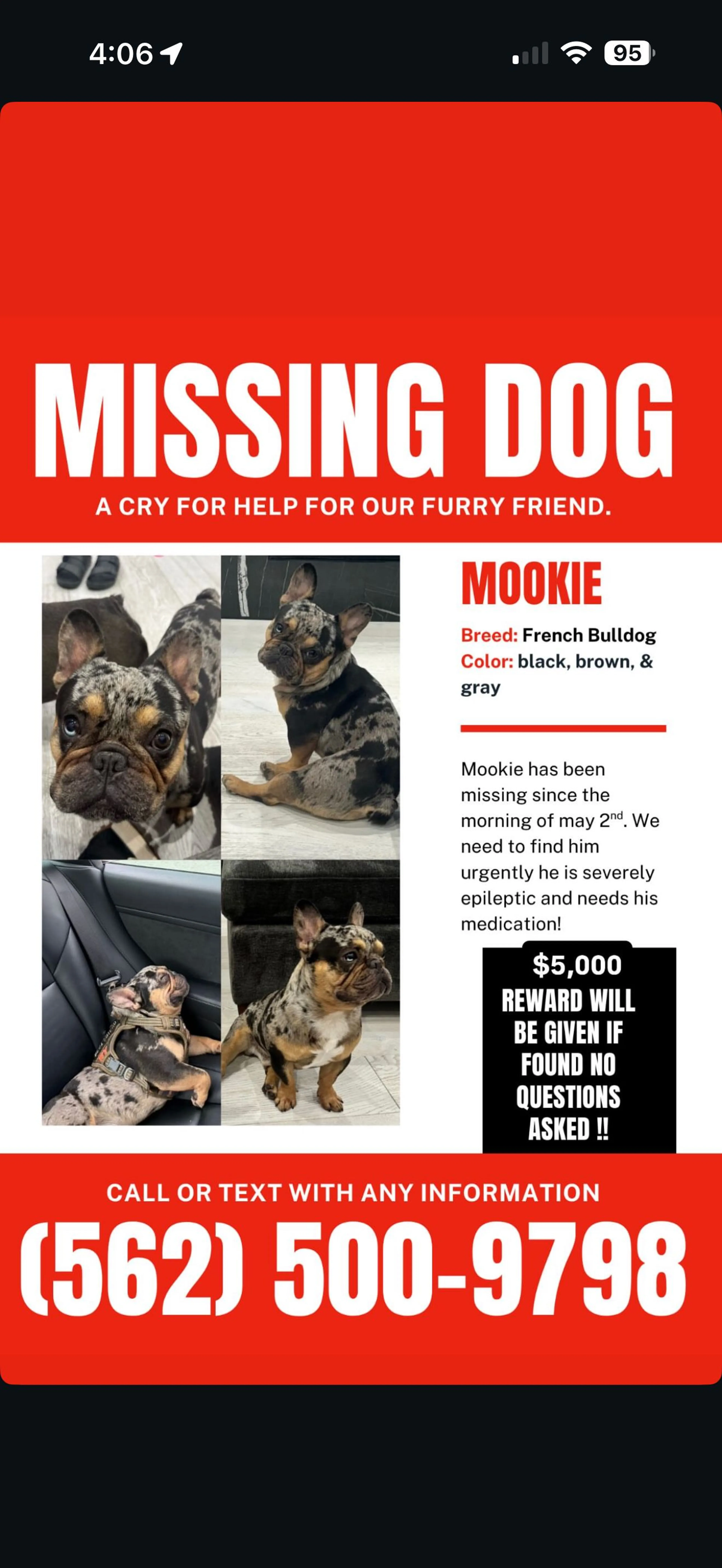 Lost pet